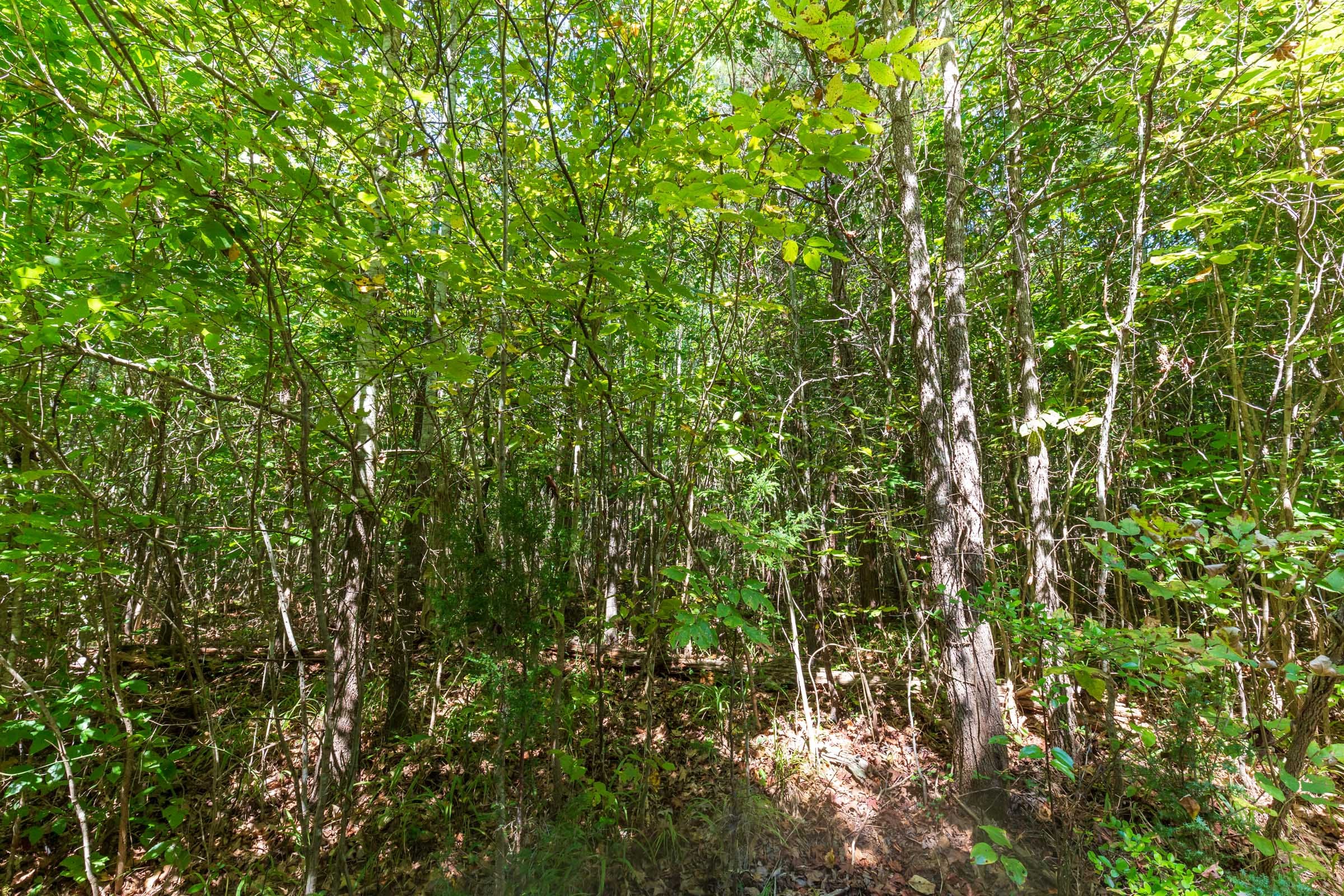 Redemption Ridge Tract 20 photo 2