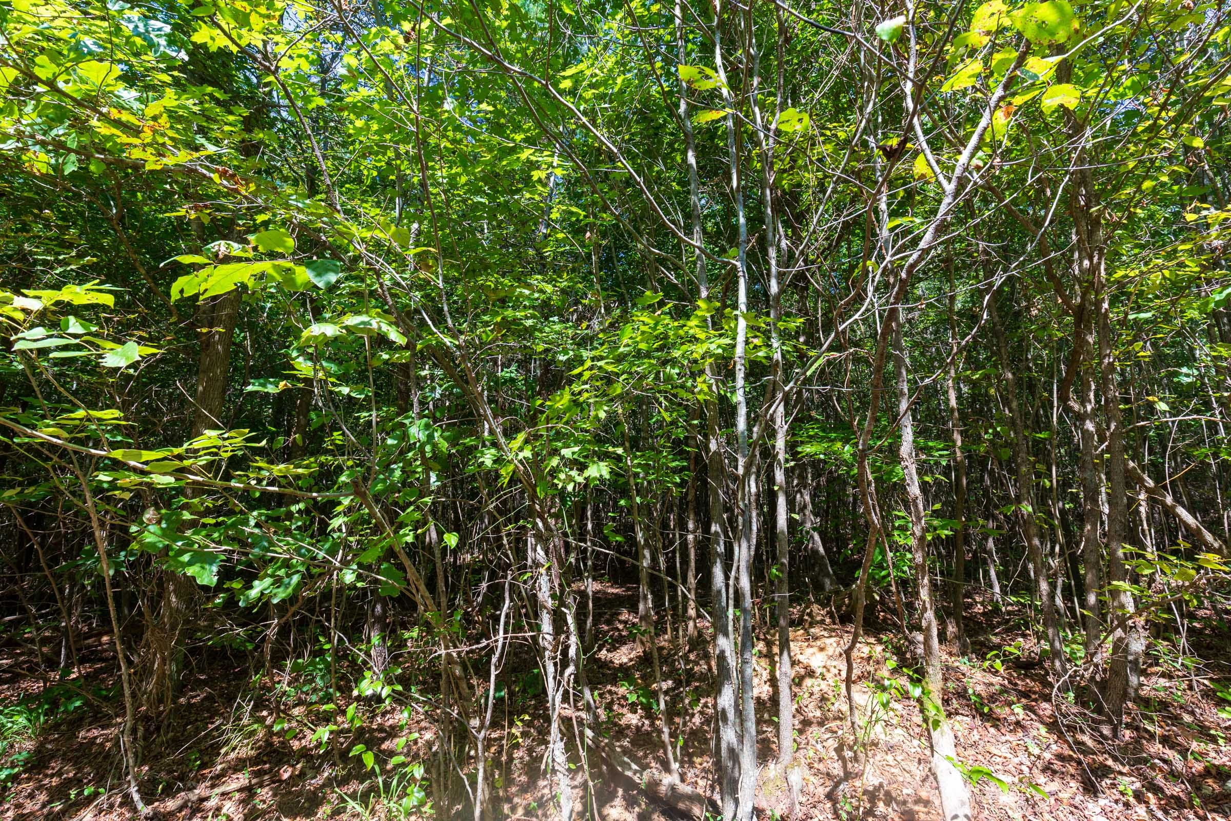 Redemption Ridge Tract 20 photo 3
