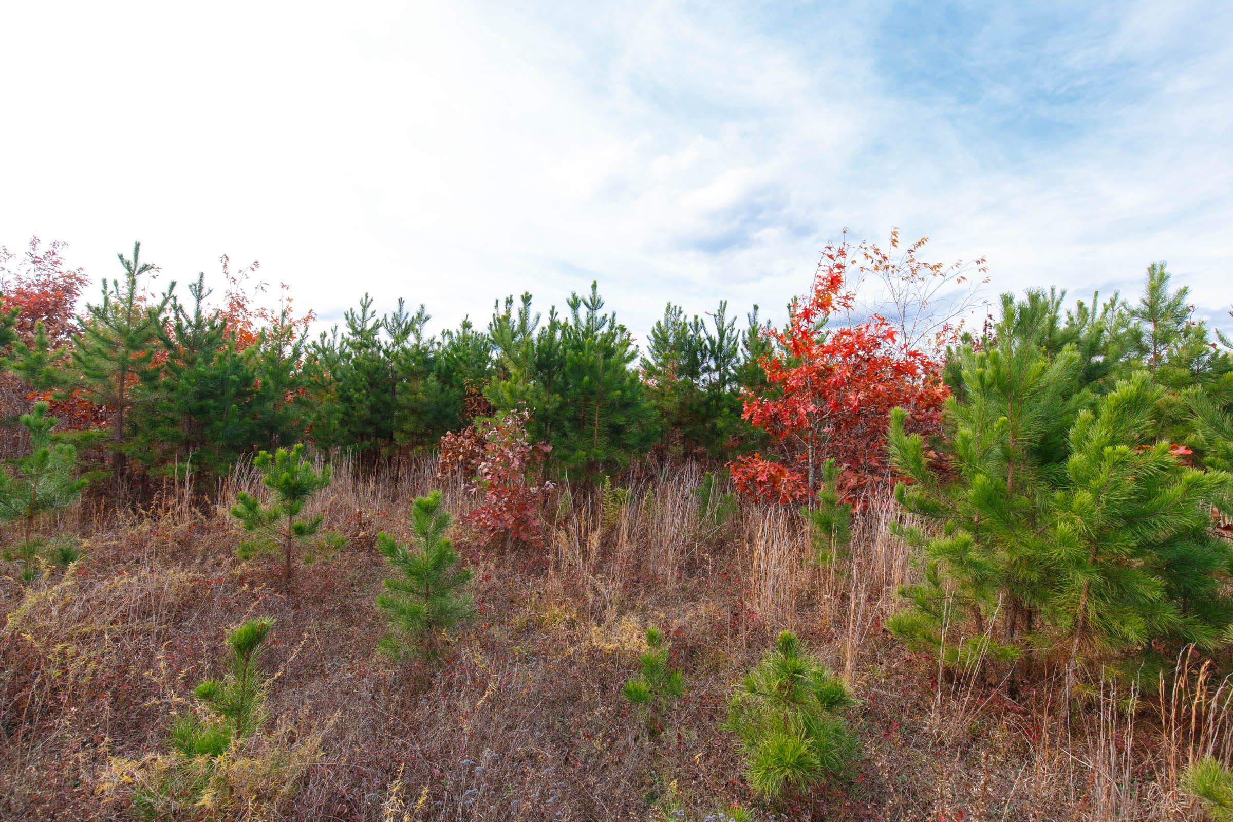 Hawkcrest Tract 32 photo 9