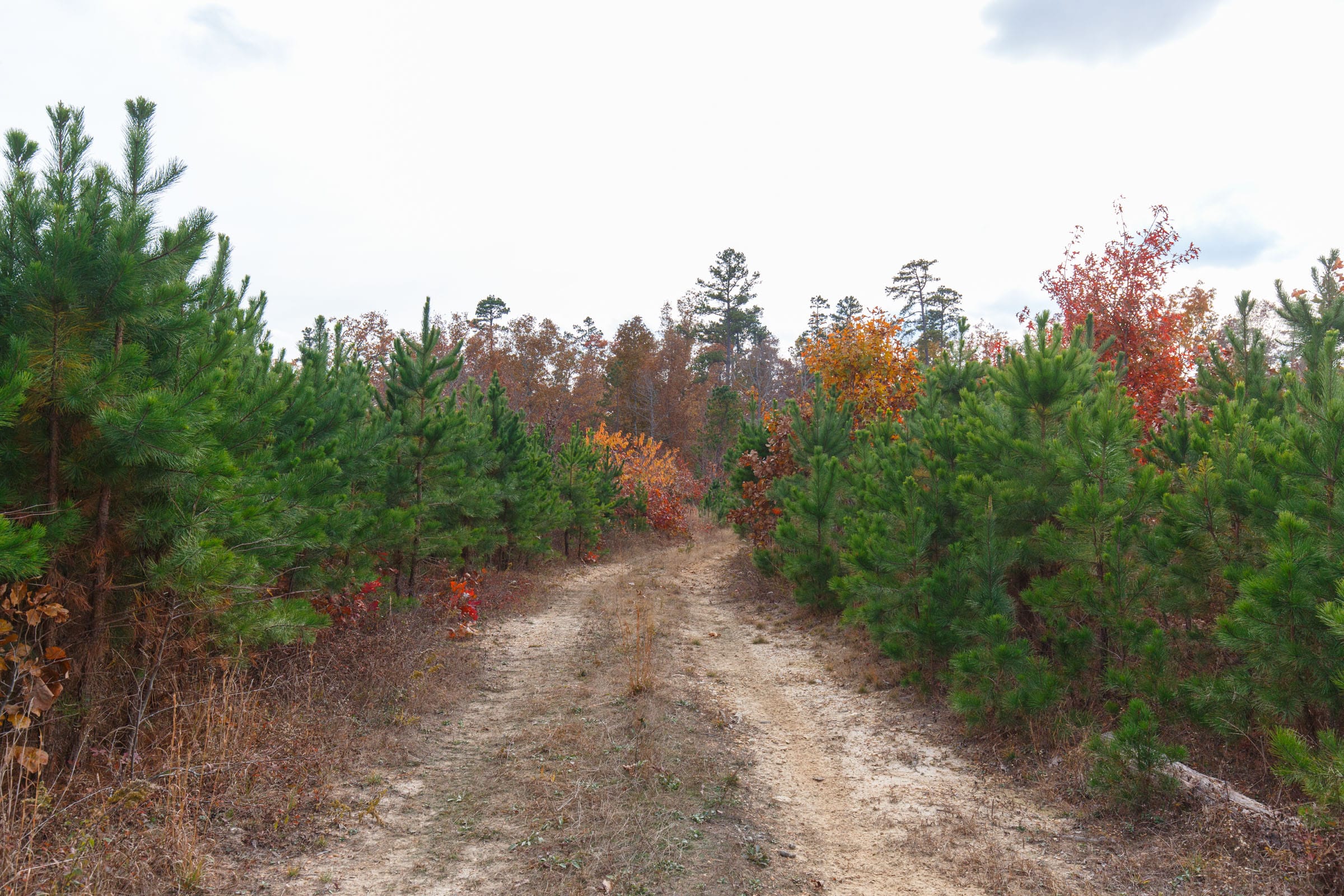 Hawkcrest Tract 32 photo 6