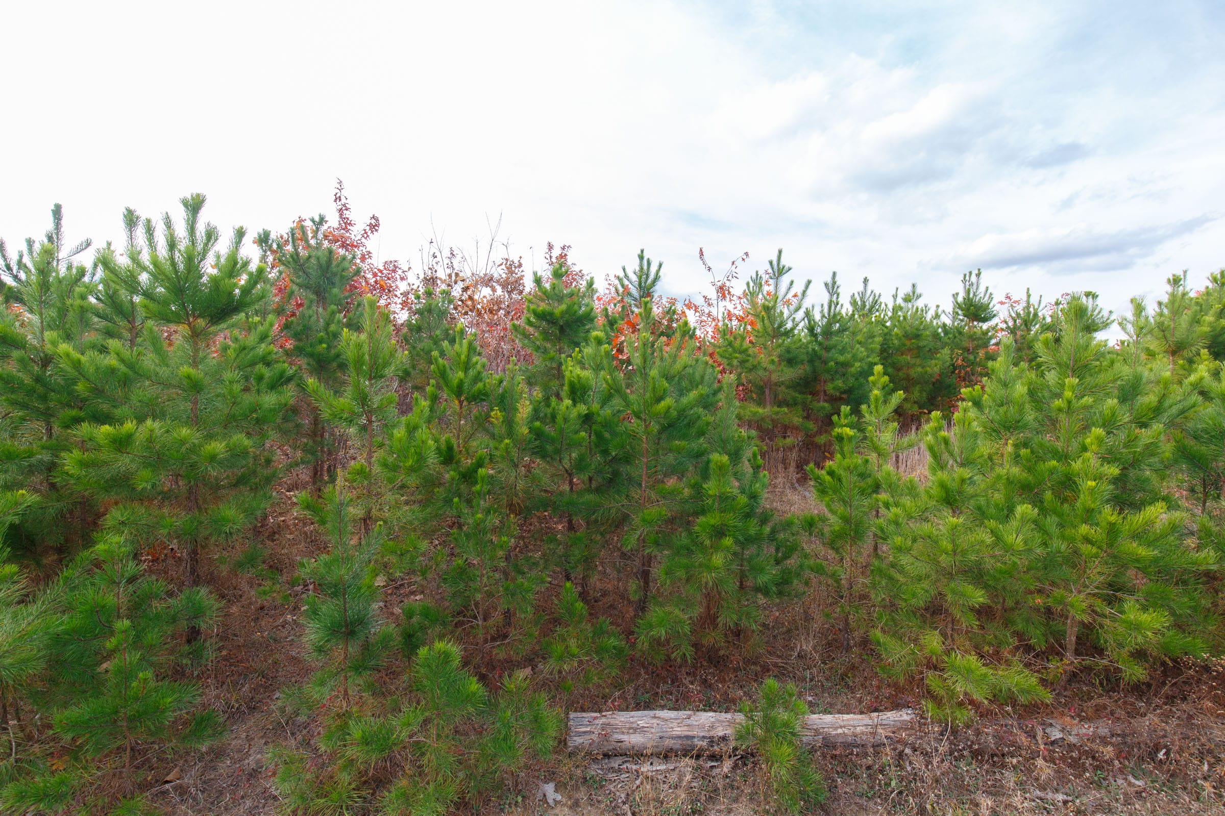 Hawkcrest Tract 32 photo 3