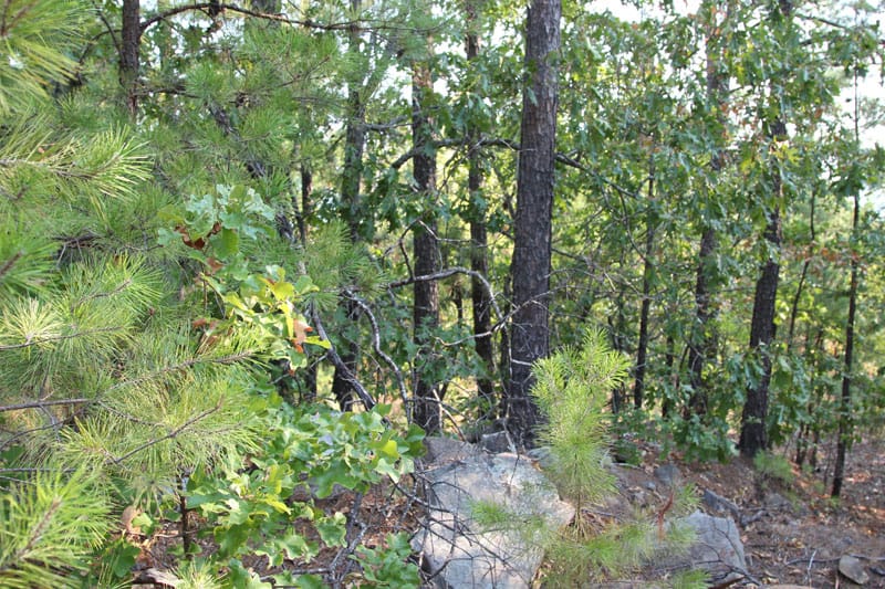 Trophy Ridge Phase II Tract 63 photo 6