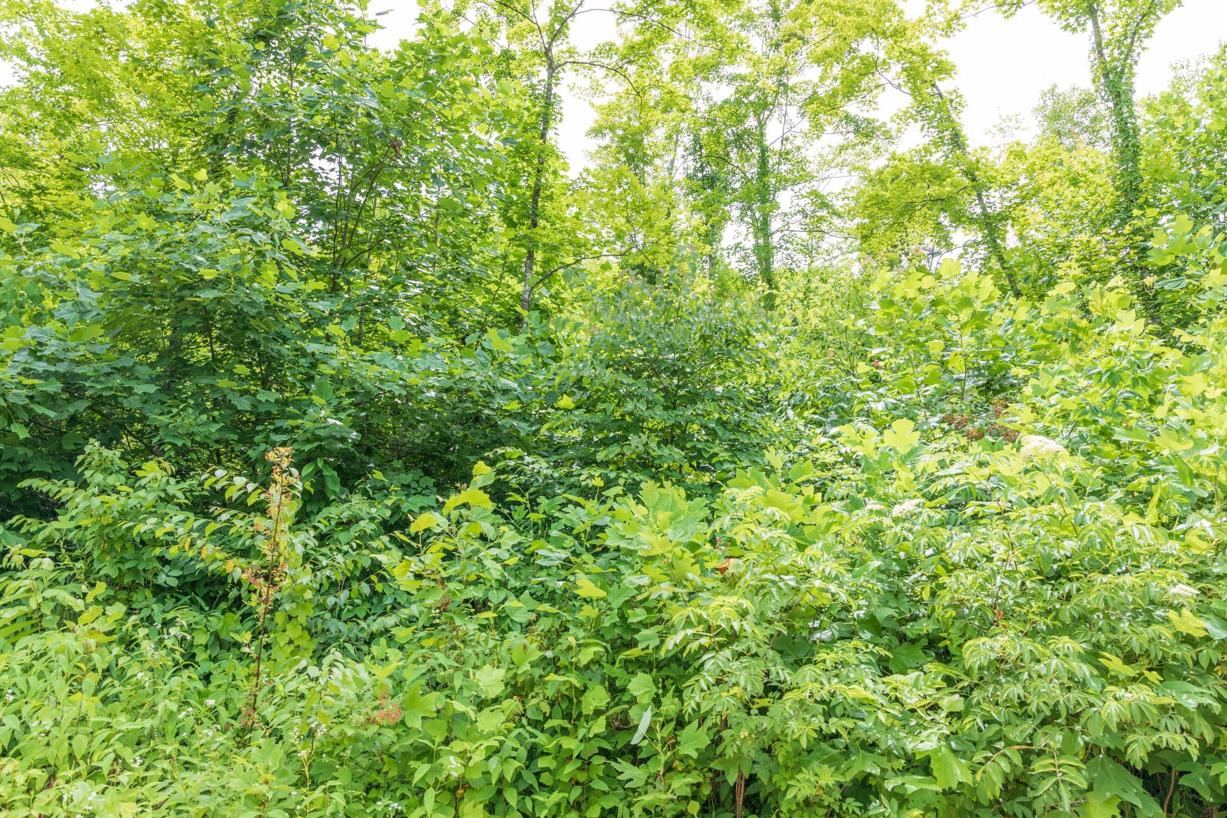 River’s Edge Tract 25 photo 2