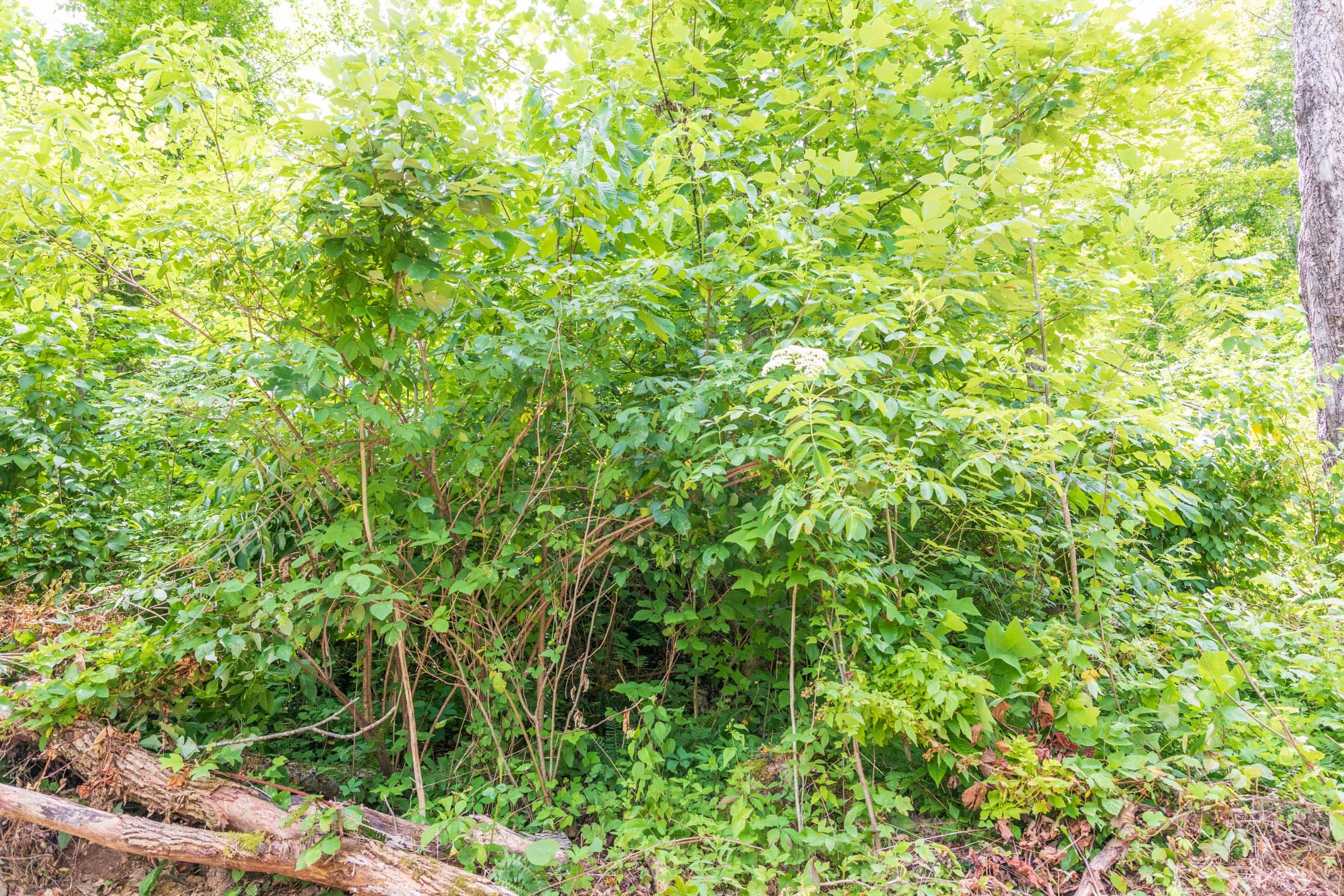 River’s Edge Tract 25 photo 4