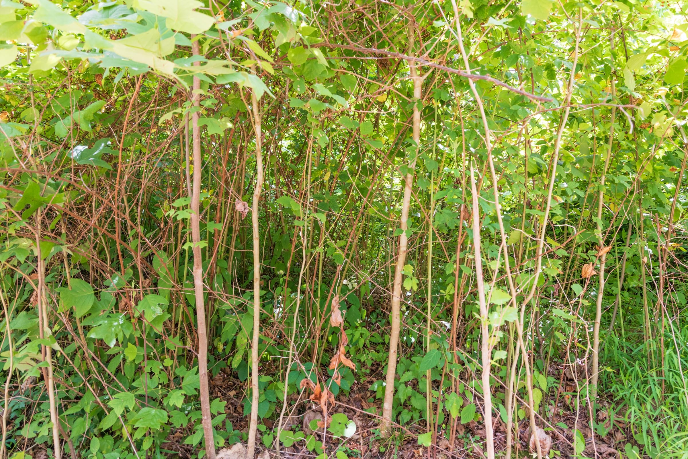 River’s Edge Tract 25 photo 5
