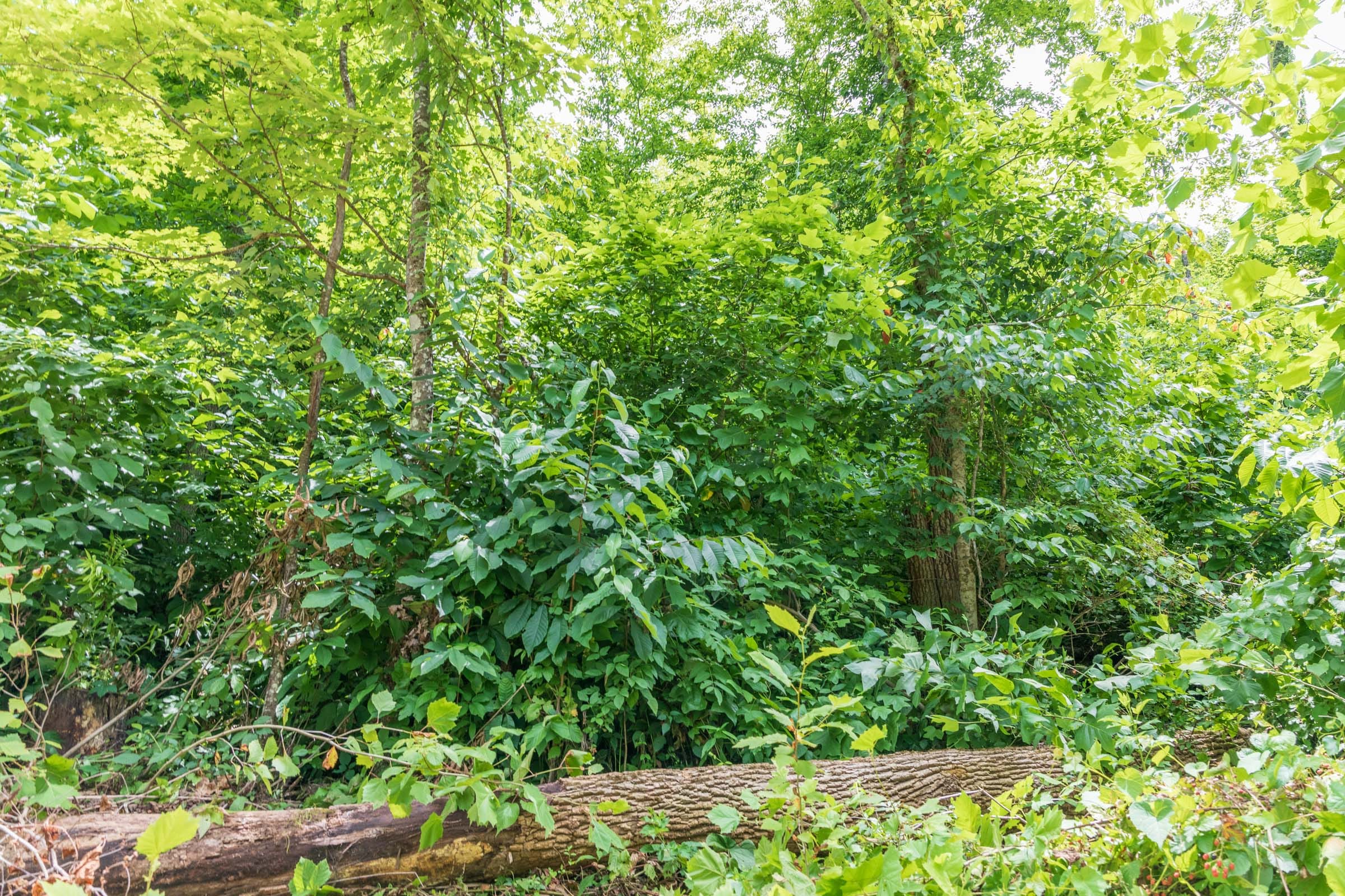 River’s Edge Tract 25 photo 8