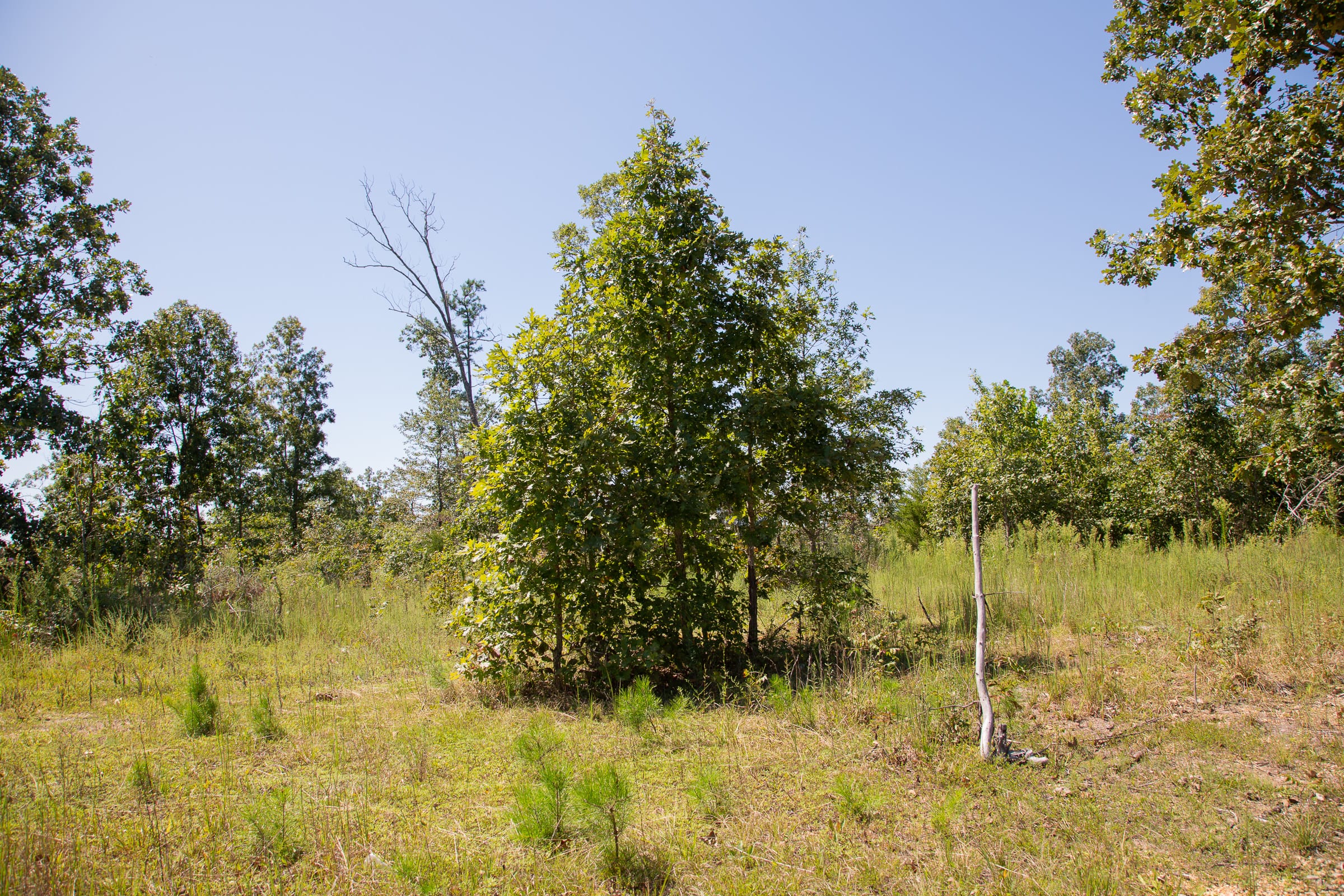 Borgmann’s Hollow Phase III Tract 81 photo 3