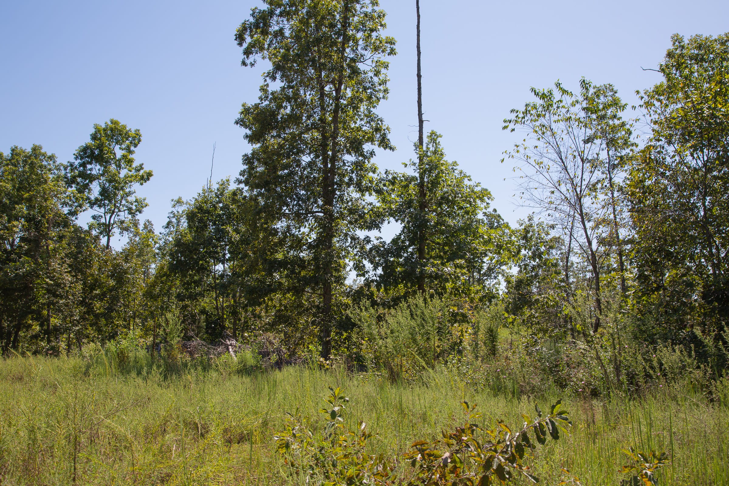 Borgmann’s Hollow Phase III Tract 81 photo 4