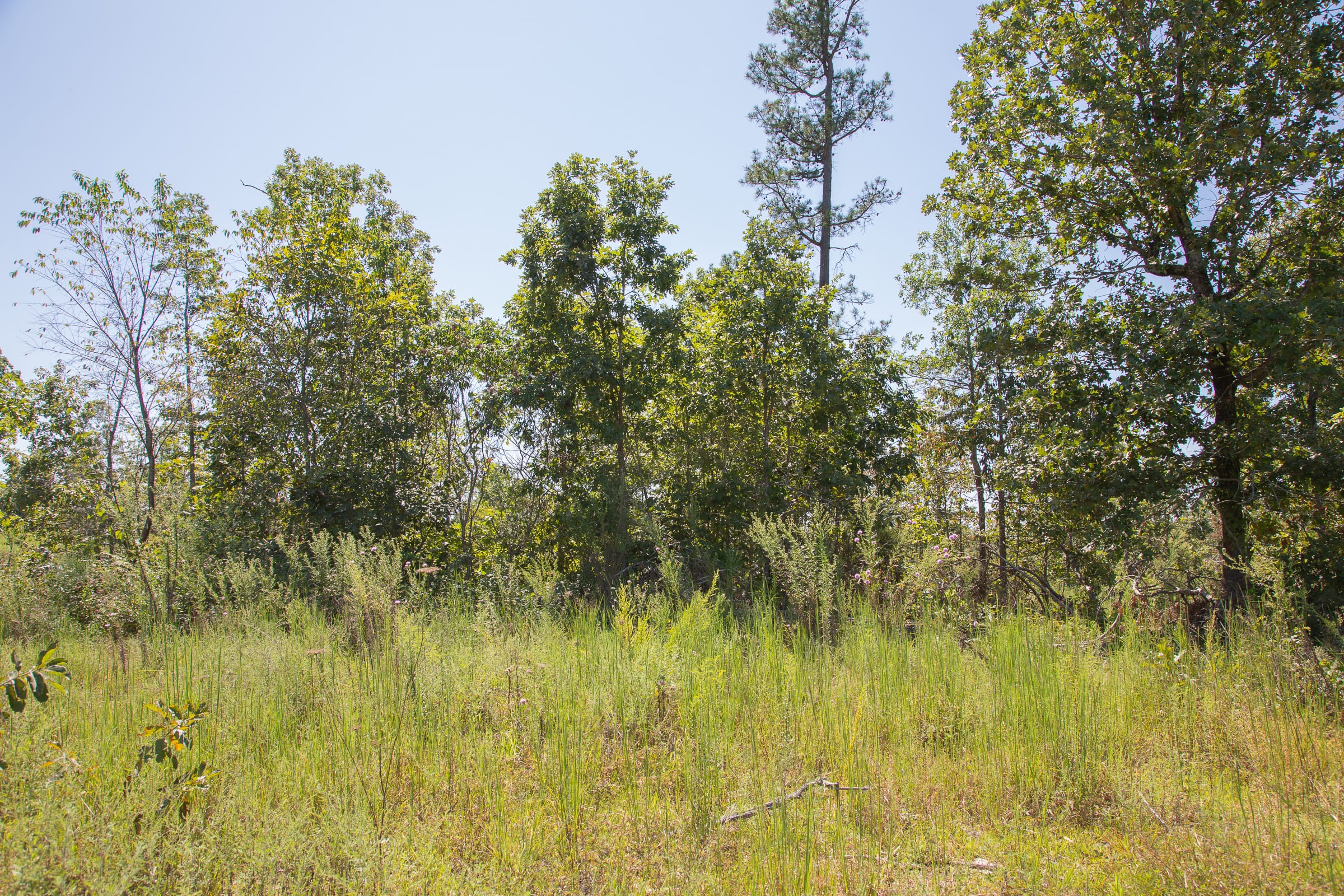 Borgmann’s Hollow Phase III Tract 81 photo 5
