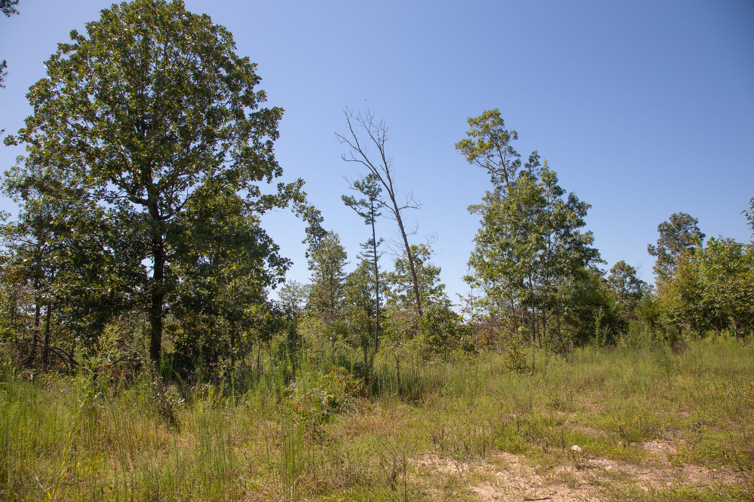 Borgmann’s Hollow Phase III Tract 81 photo 7