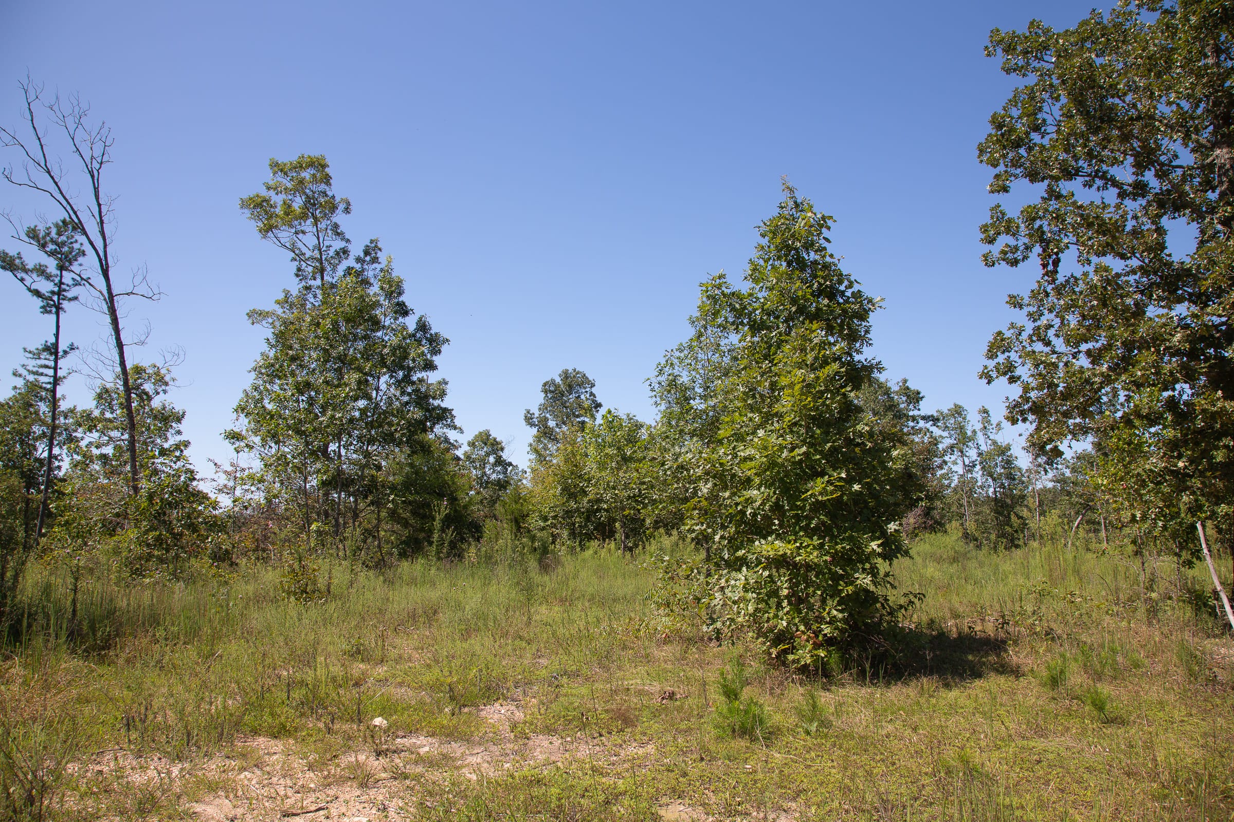 Borgmann’s Hollow Phase III Tract 81 photo 8