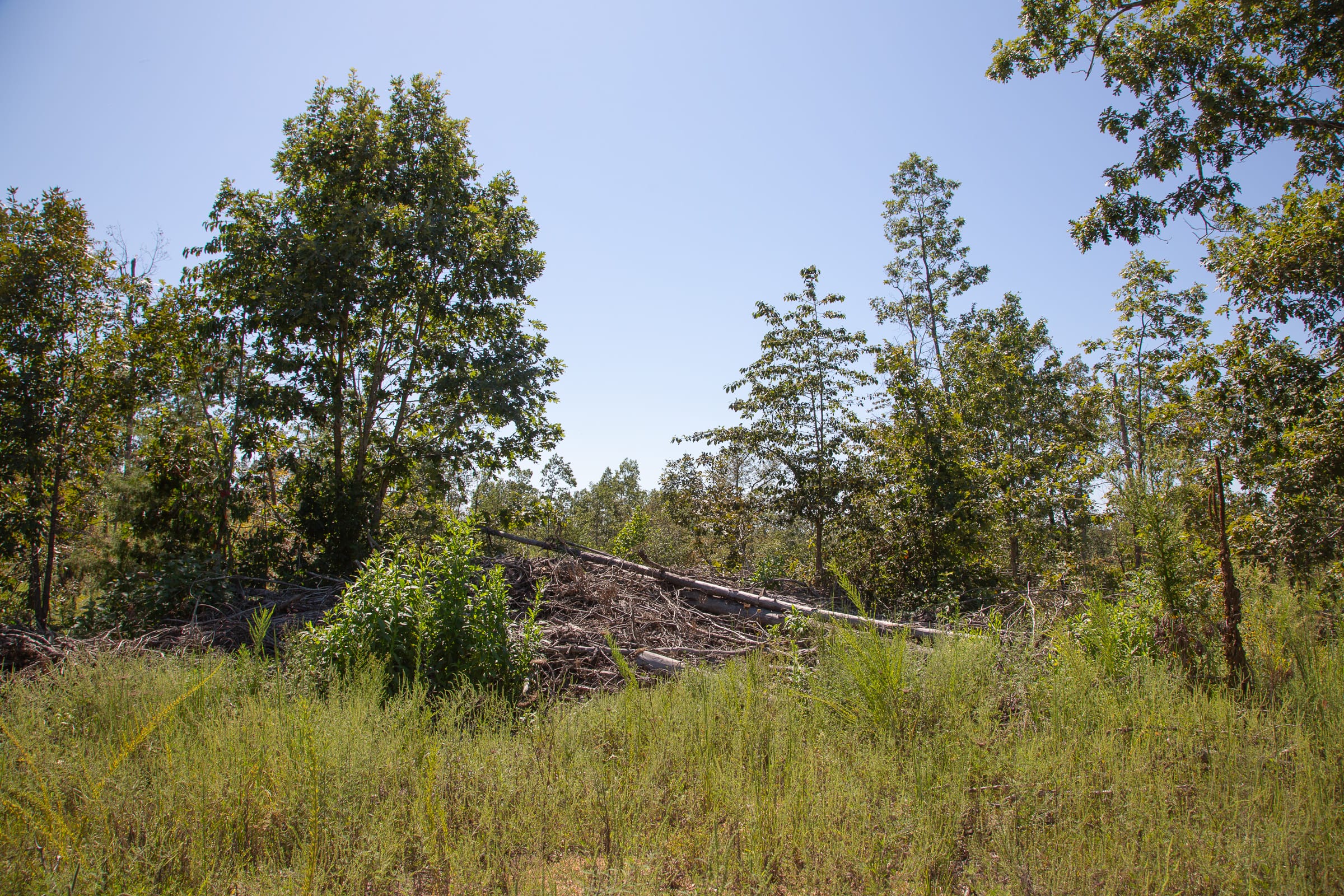 Borgmann’s Hollow Phase III Tract 81 photo 9