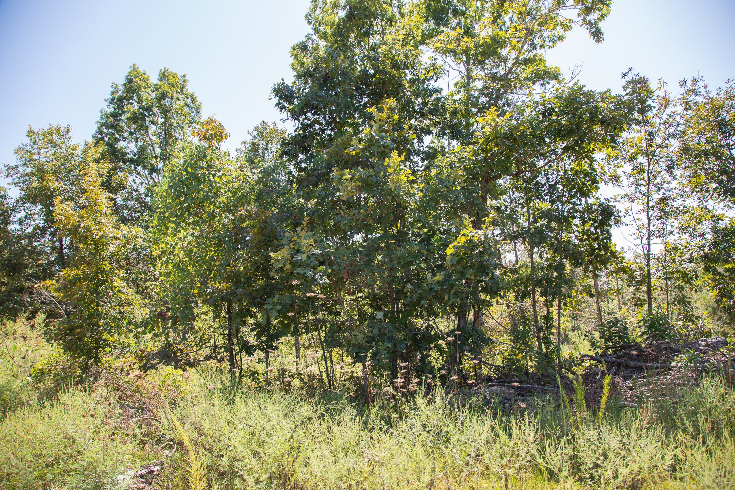 Borgmann’s Hollow Phase III Tract 81 photo 10