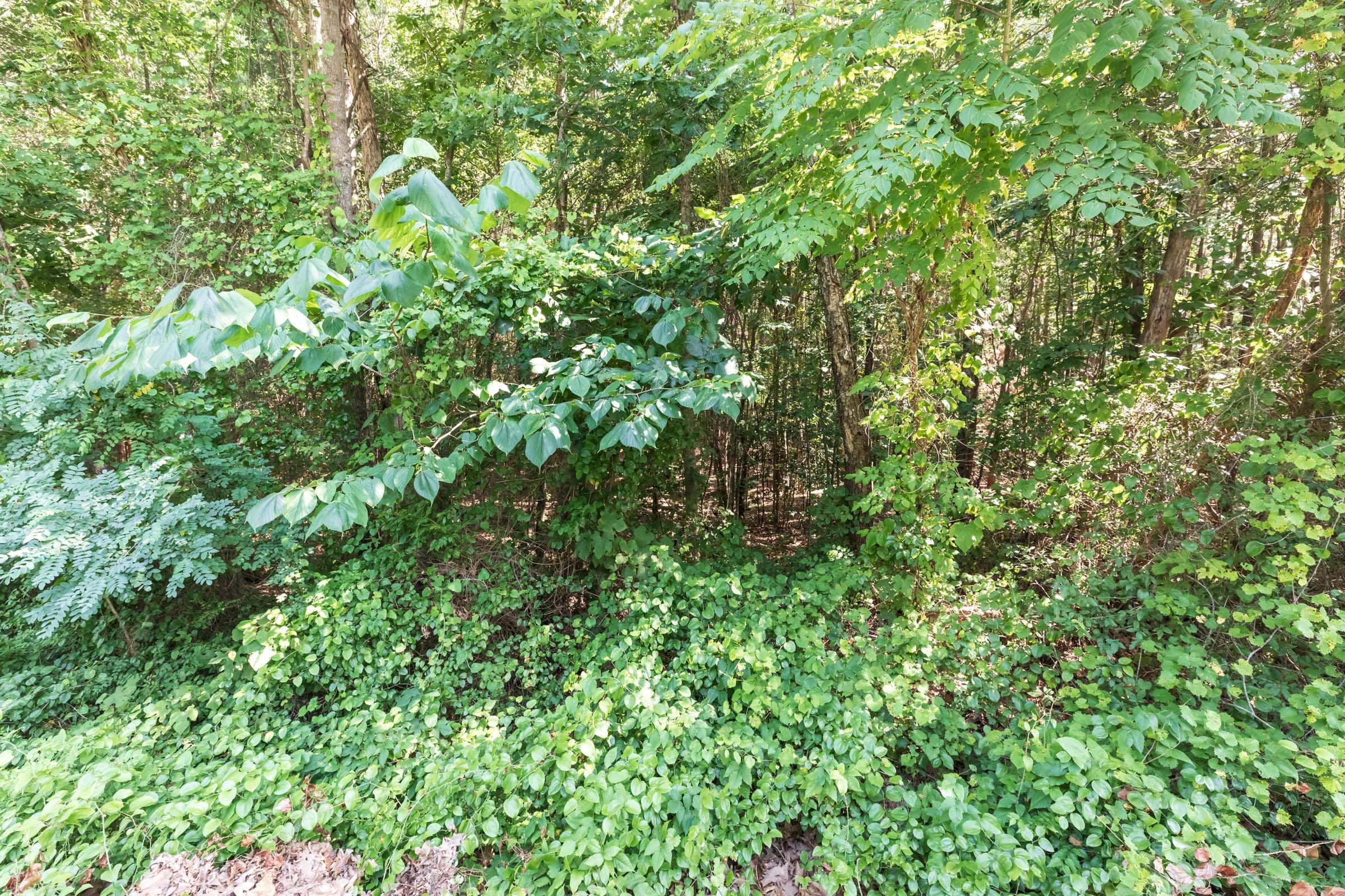 Whiskey Ridge Tract 113 photo 2