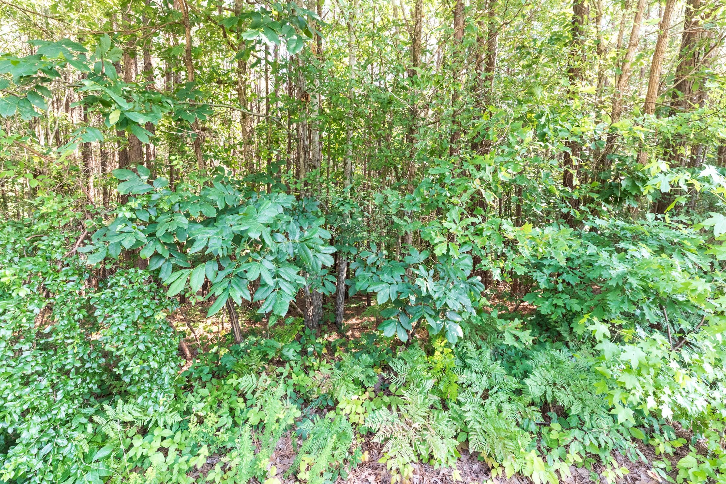 Whiskey Ridge Tract 113 photo 4