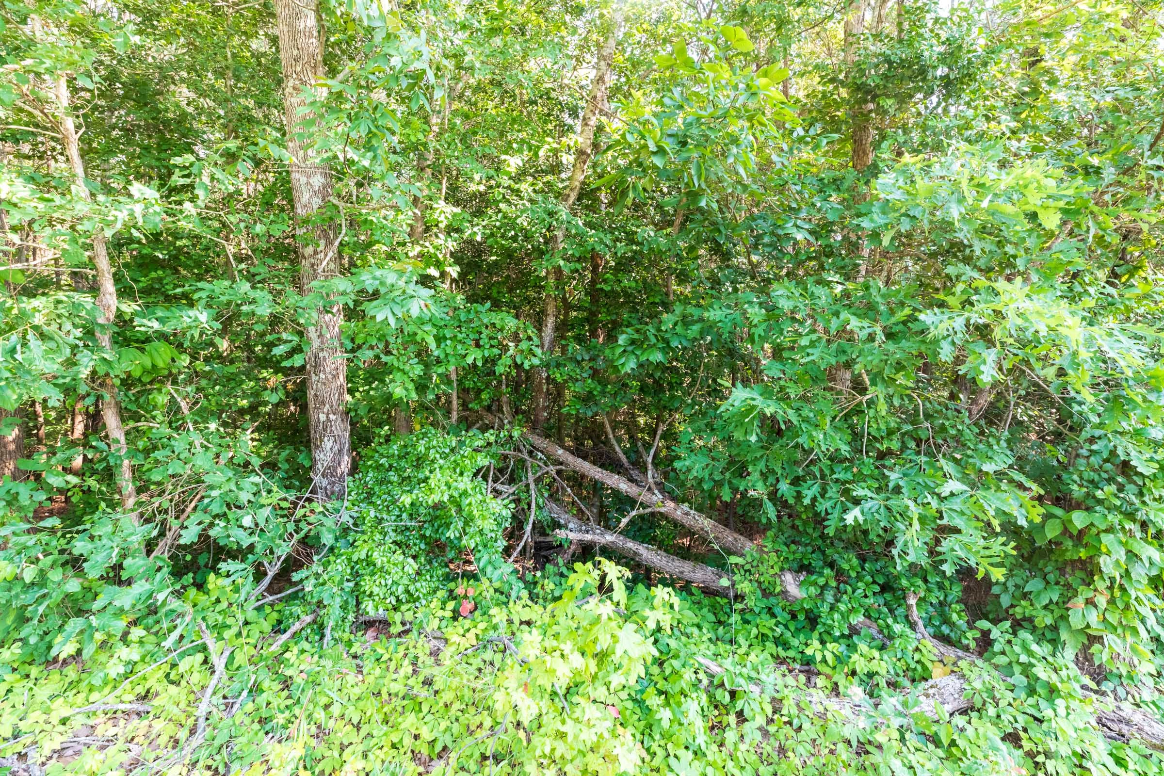 Whiskey Ridge Tract 113 photo 6