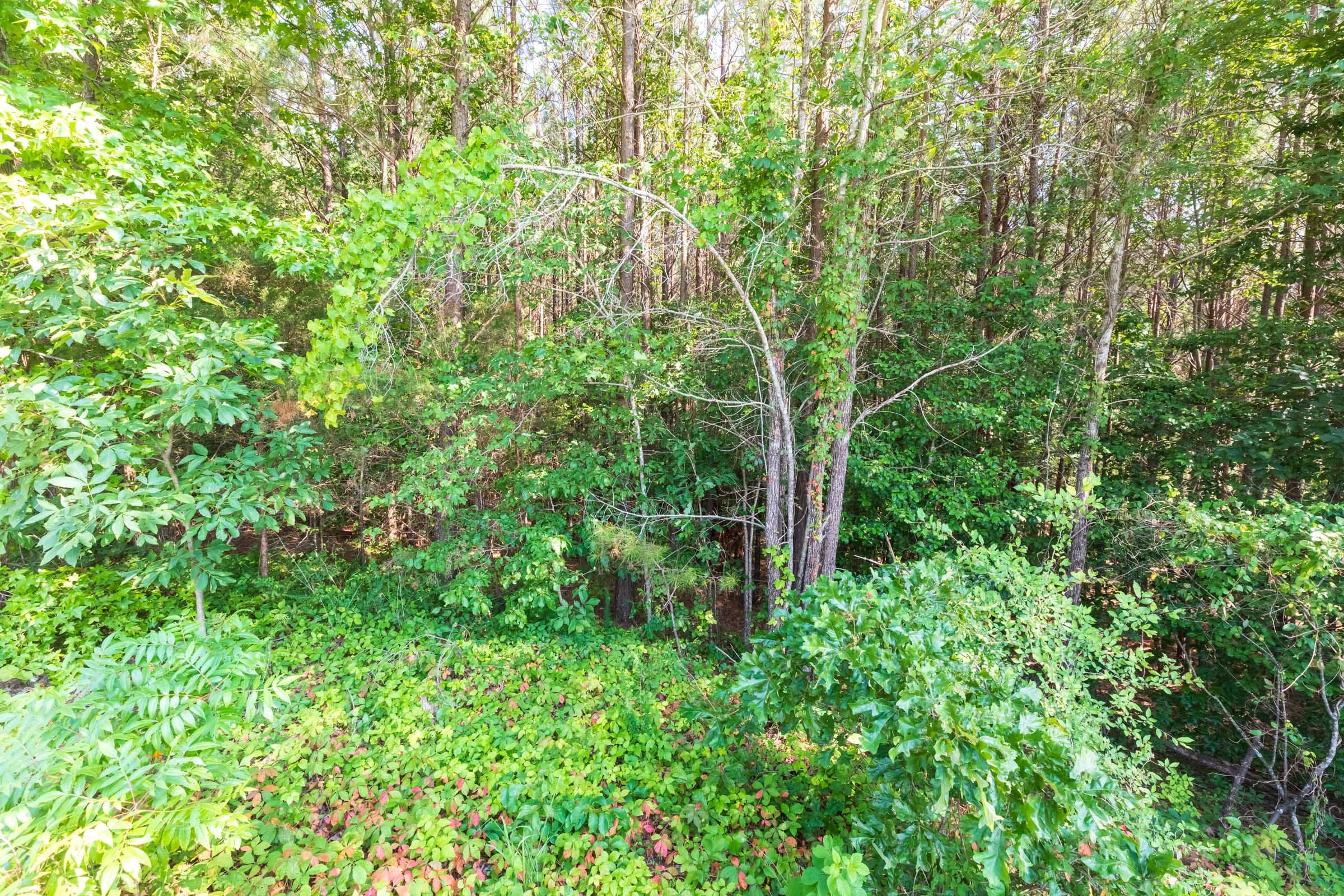 Whiskey Ridge Tract 113 photo 11
