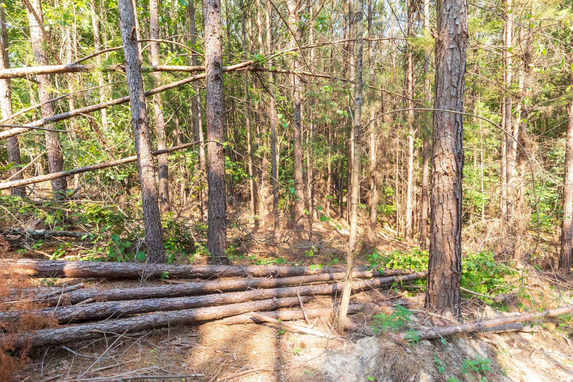 Whiskey Ridge Tract 113 photo 9