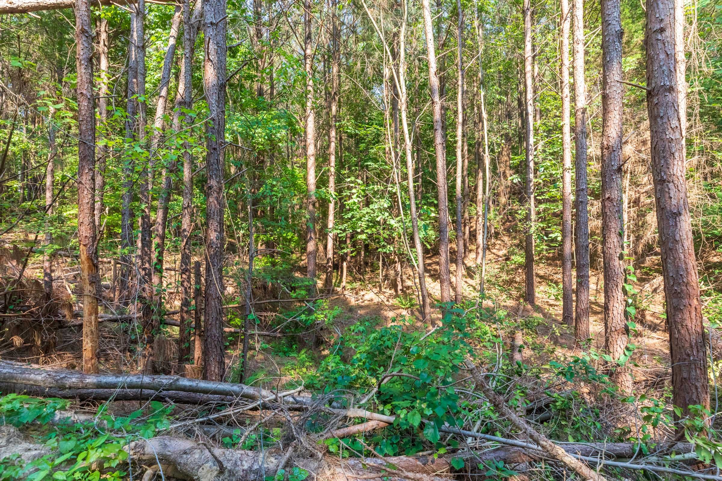 Whiskey Ridge Tract 113 photo 7