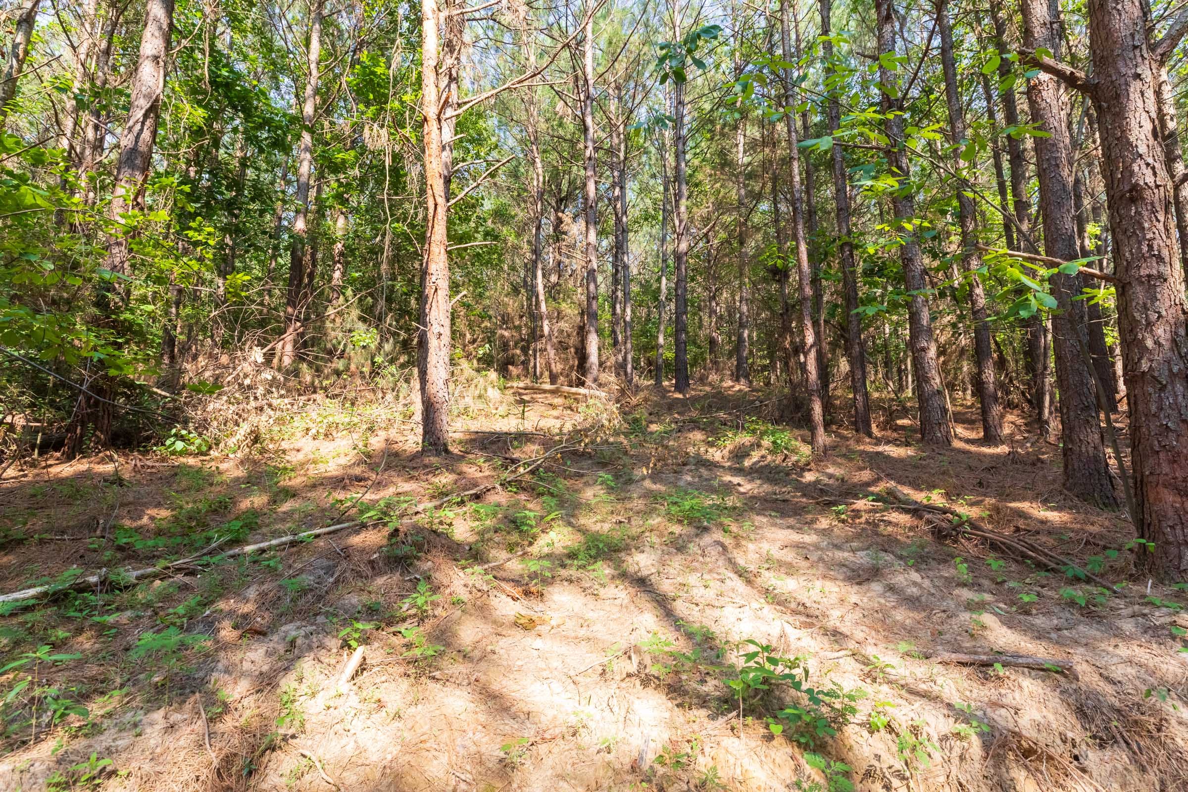 Whiskey Ridge Tract 113 photo 5