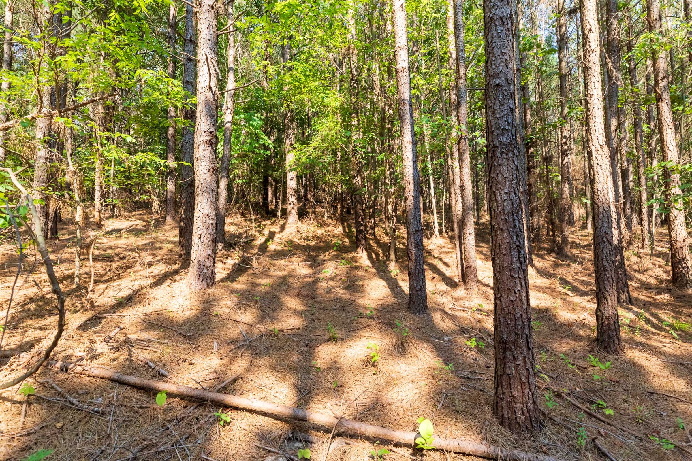 Whiskey Ridge Tract 113 photo 3