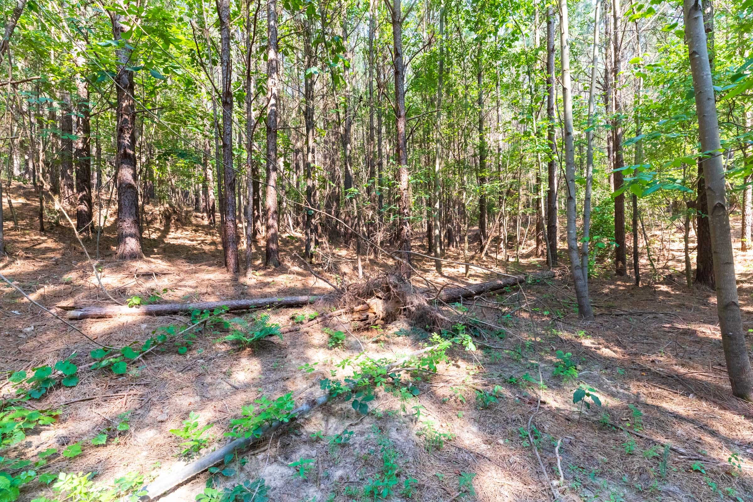 Whiskey Ridge Tract 113 photo 12