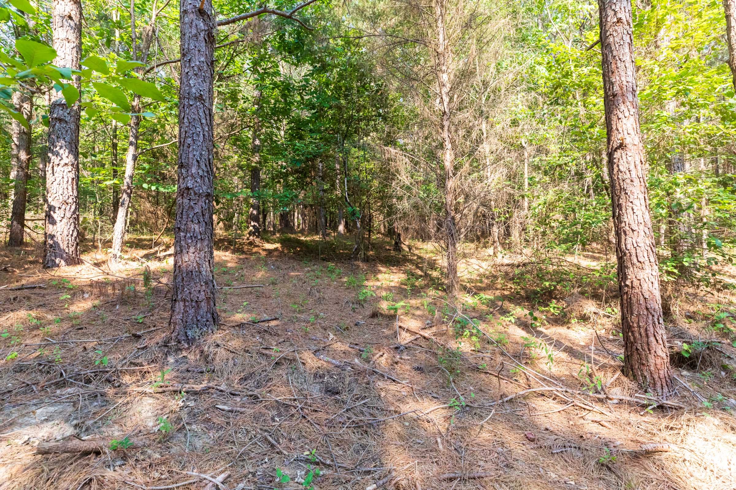 Whiskey Ridge Tract 113 photo 13
