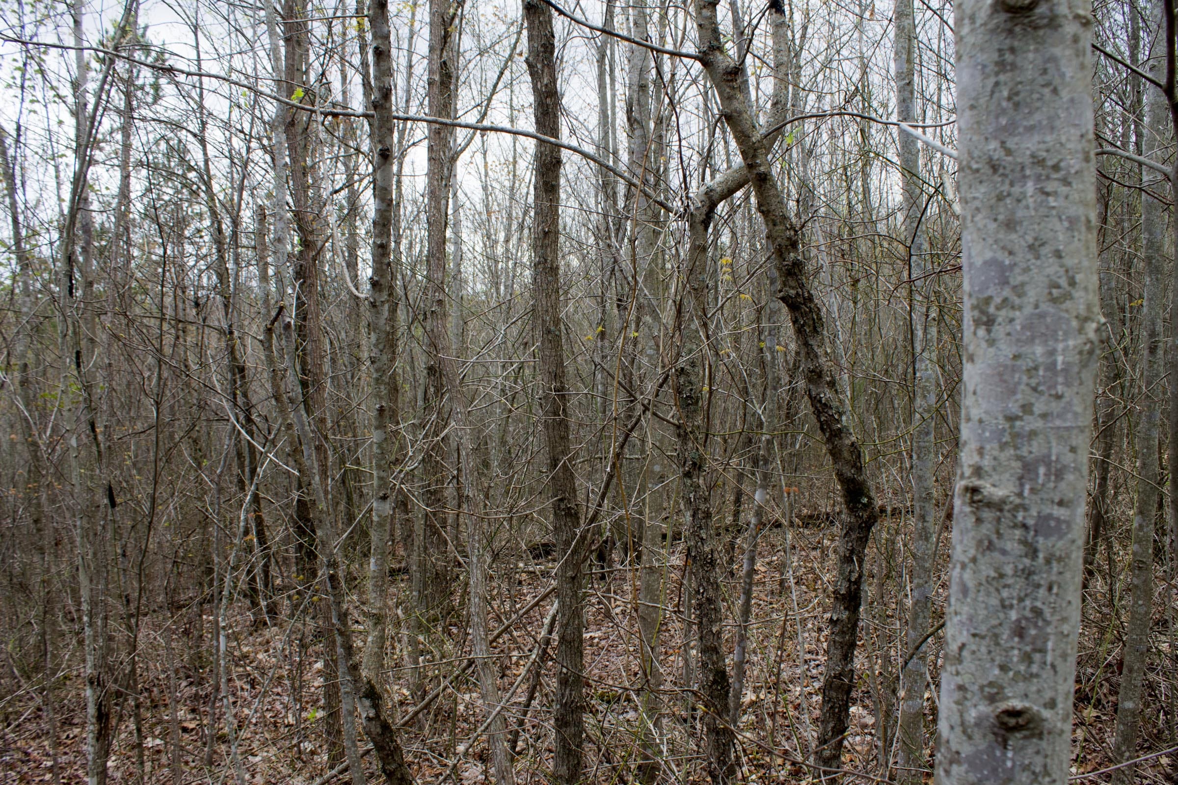 Hidden Hills Tract 39 photo 3