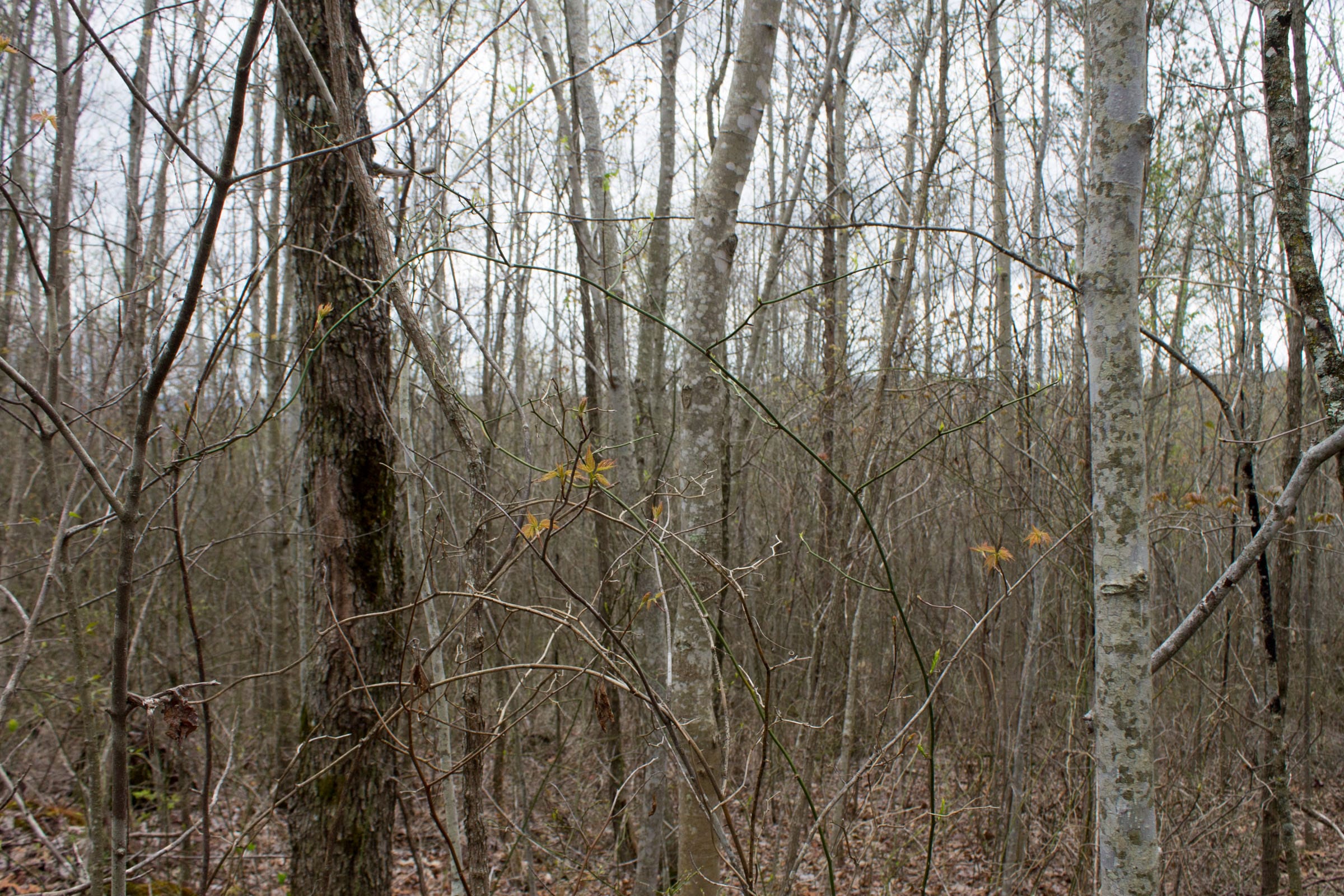 Hidden Hills Tract 39 photo 4