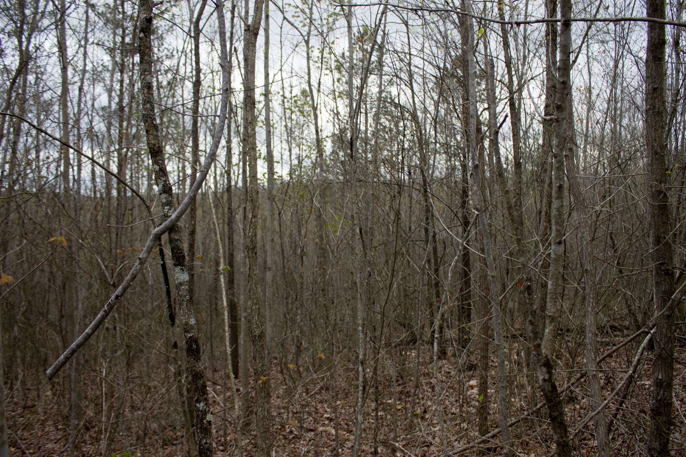Hidden Hills Tract 39 photo 6