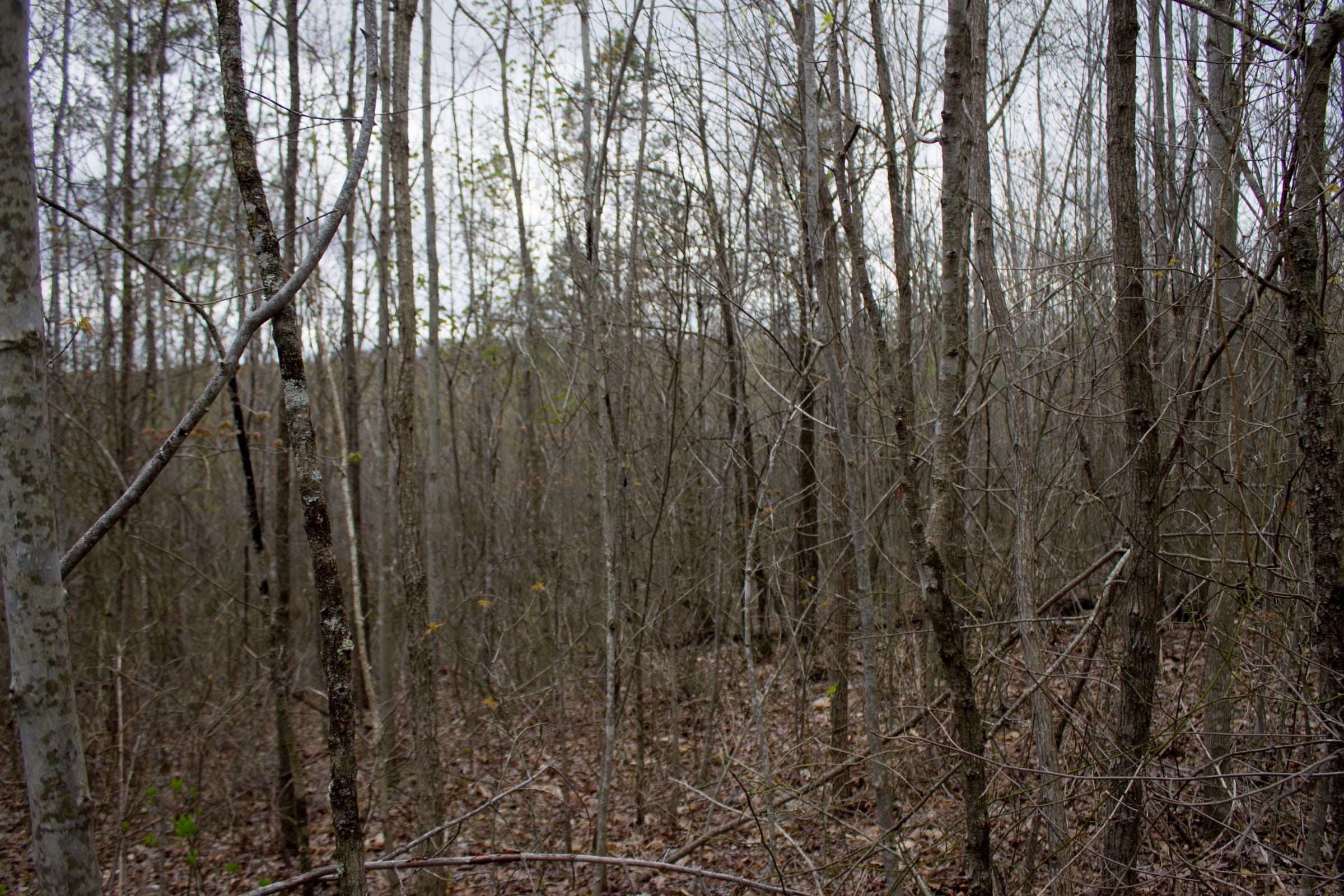 Hidden Hills Tract 39 photo 7