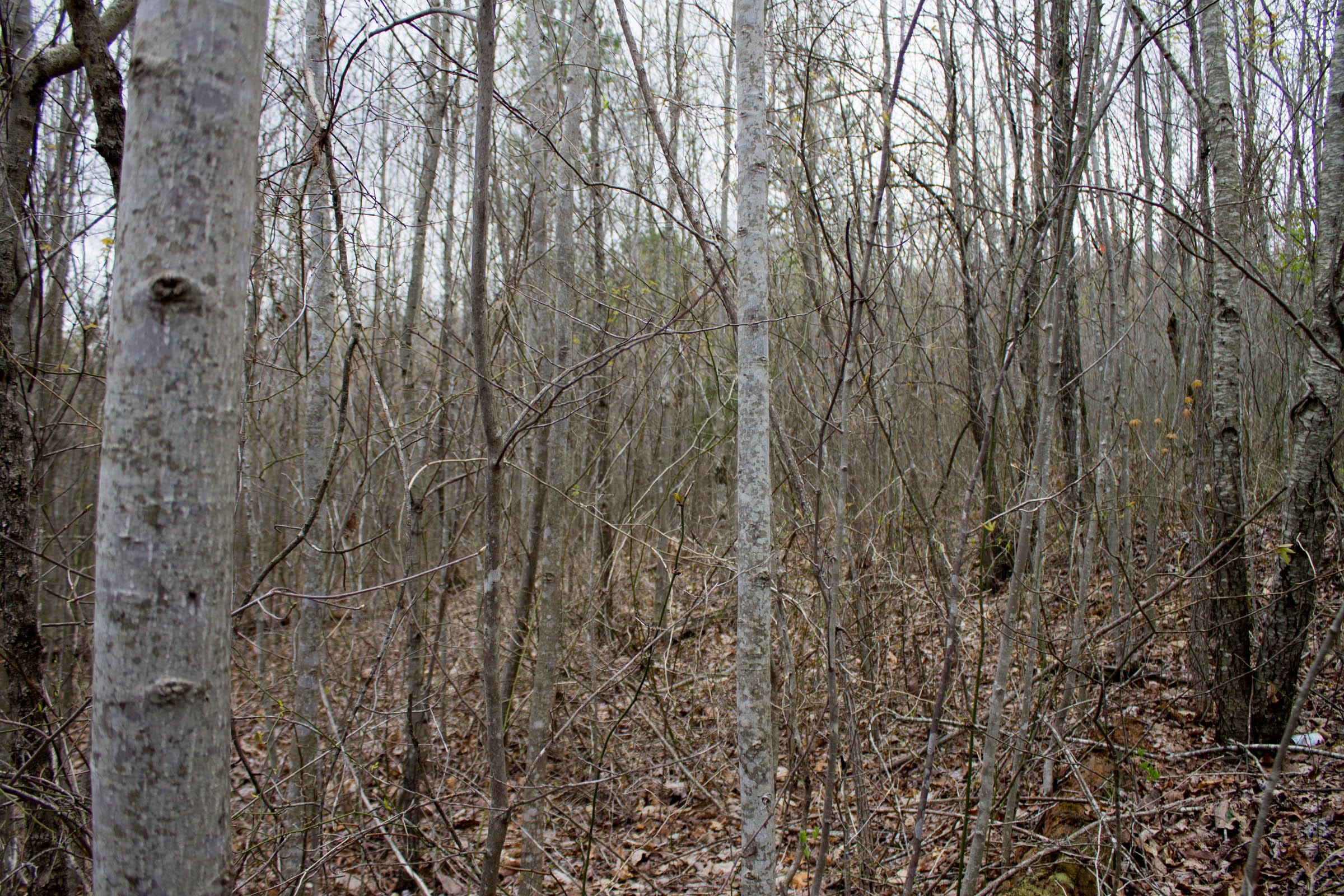 Hidden Hills Tract 39 photo 8