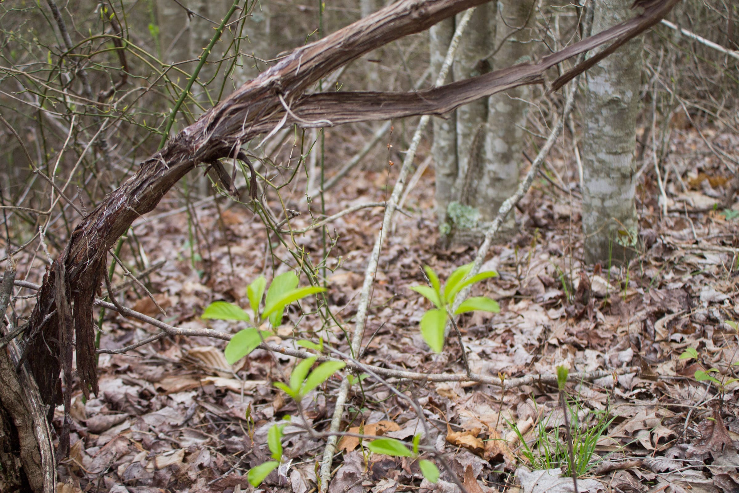 Hidden Hills Tract 39 photo 10