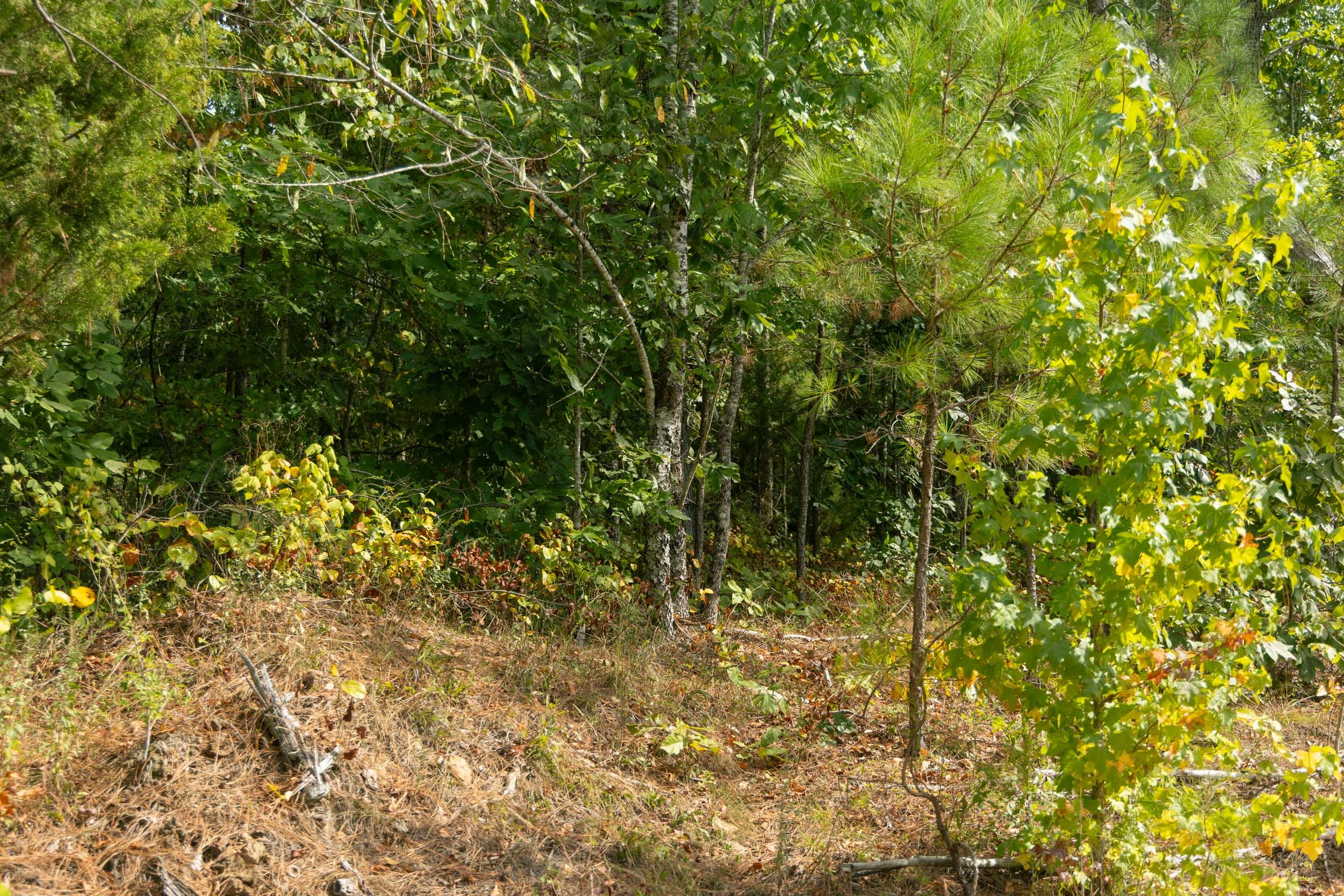 Big White Oak Tract 31 photo 7