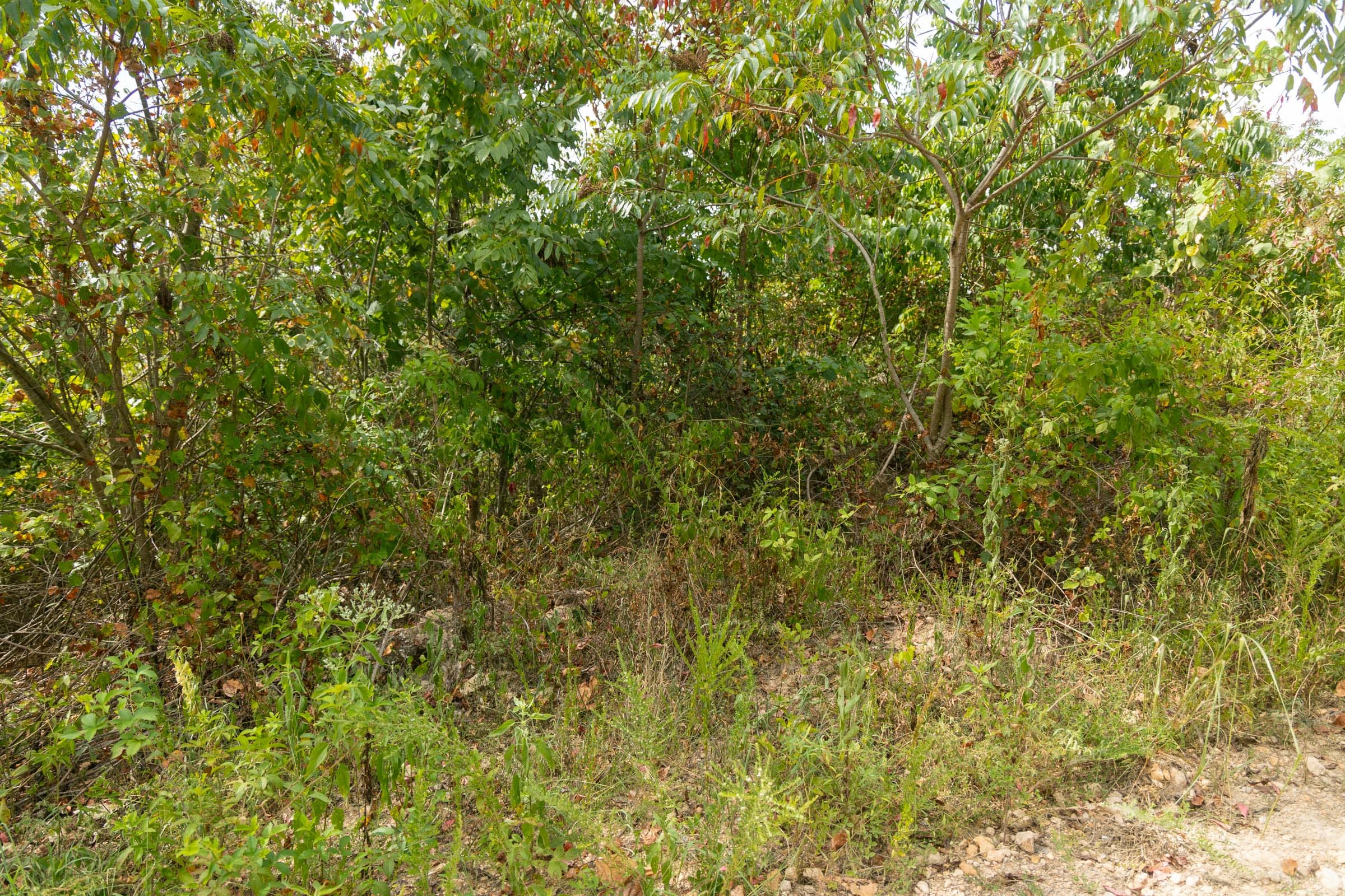 Big White Oak Tract 31 photo 6