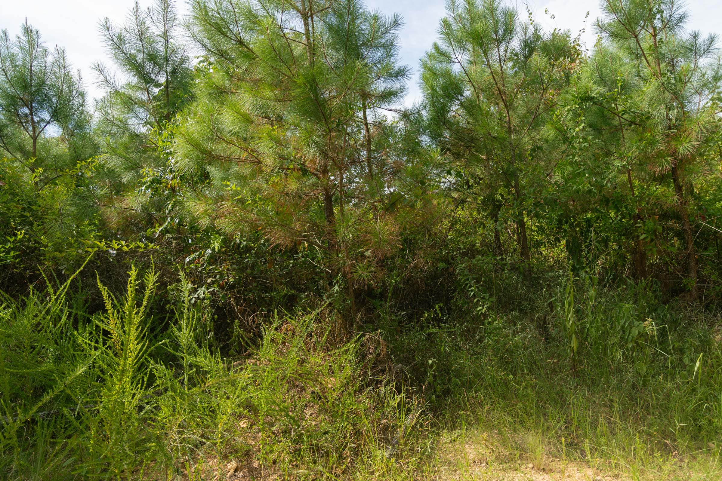 Big White Oak Tract 31 photo 5