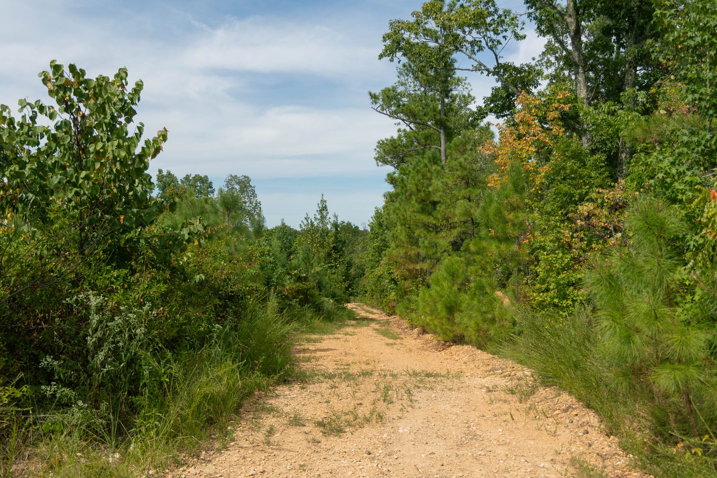 Big White Oak Tract 31 photo 1