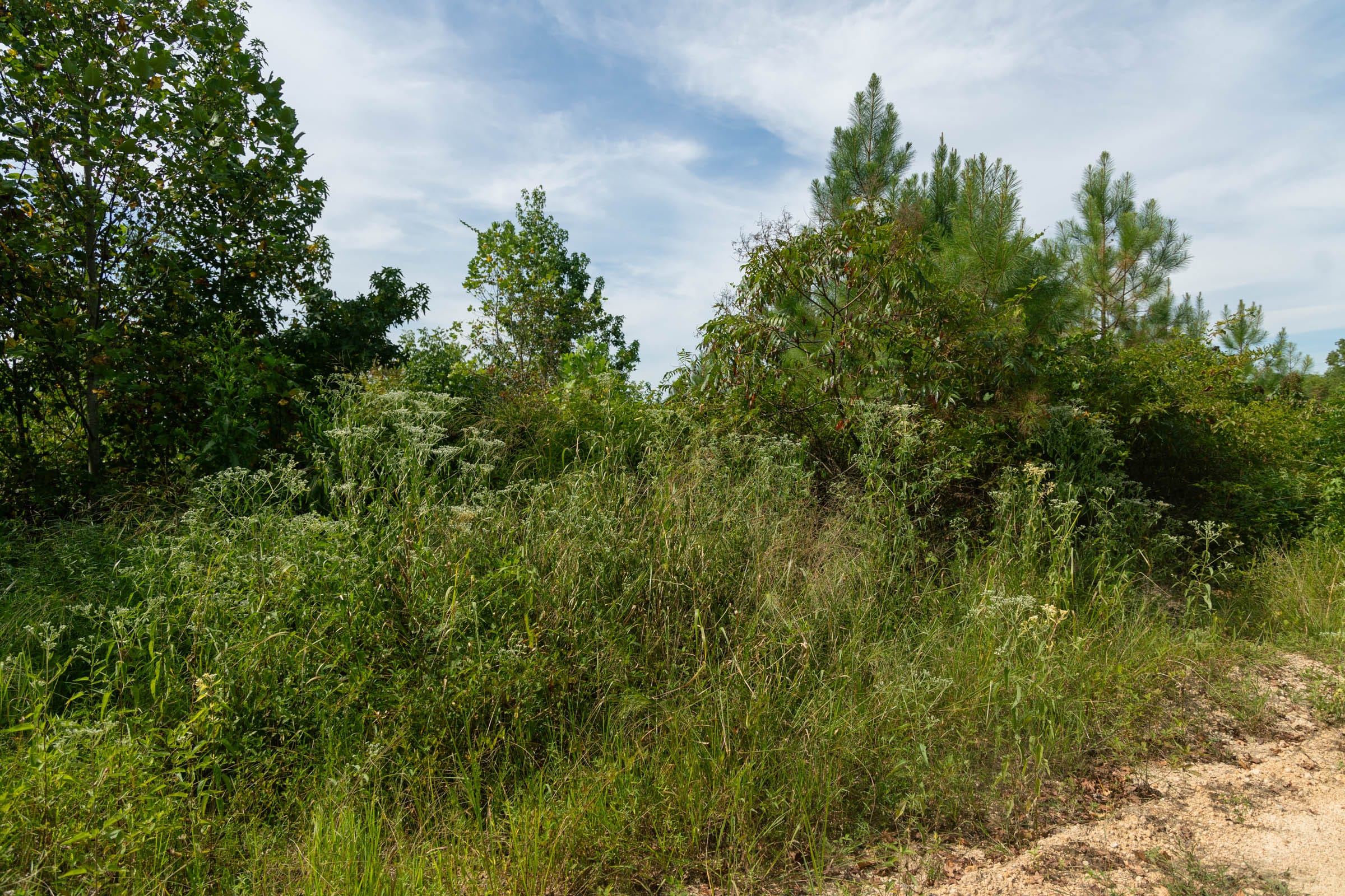 Big White Oak Tract 31 photo 4