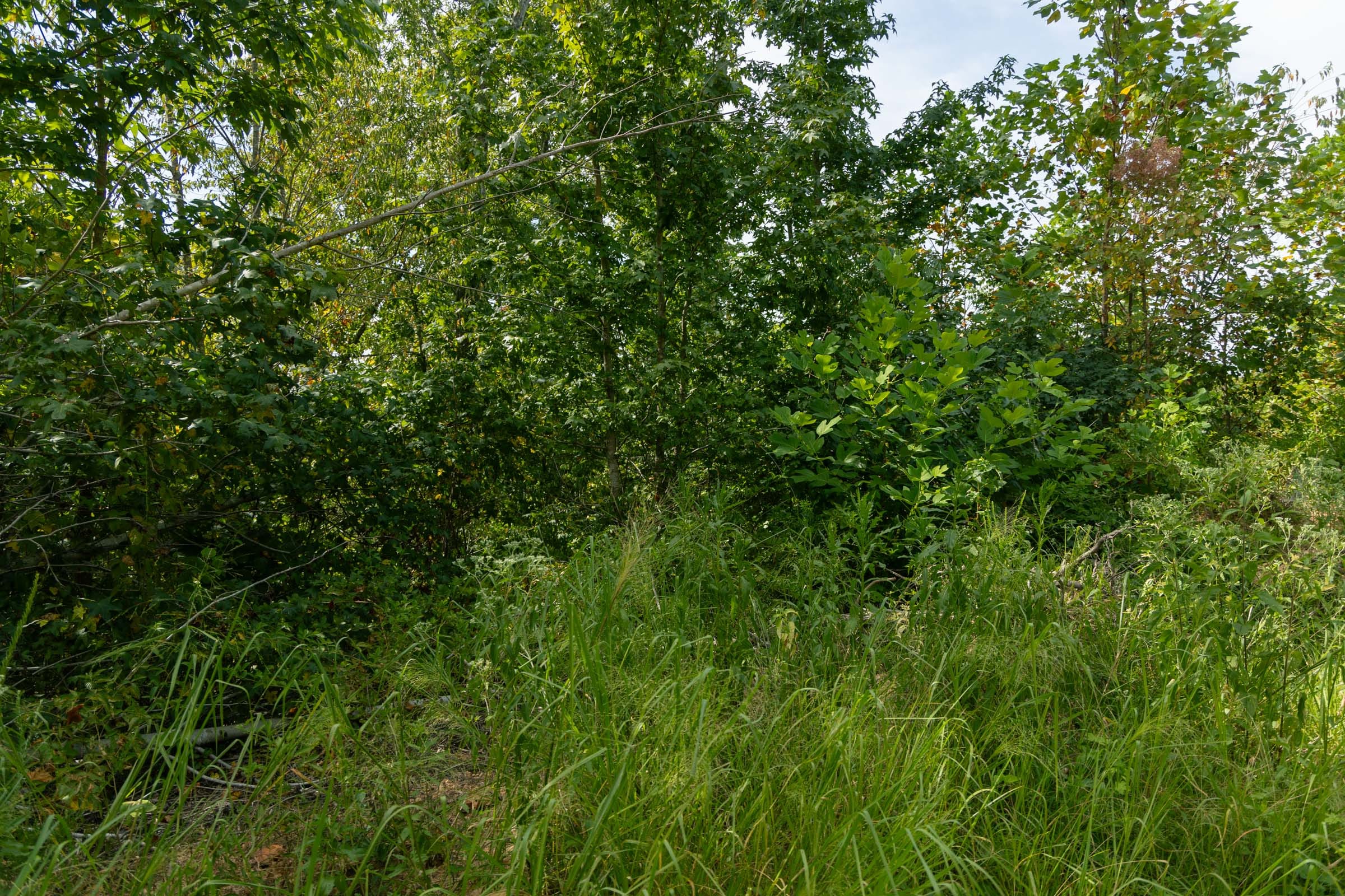Big White Oak Tract 31 photo 3