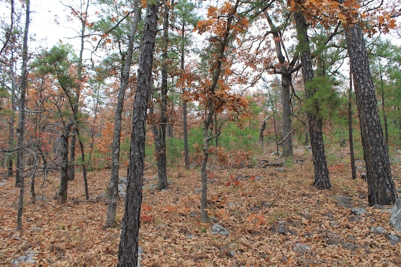 Indian Ridge – Phase I Tract 14 photo 6