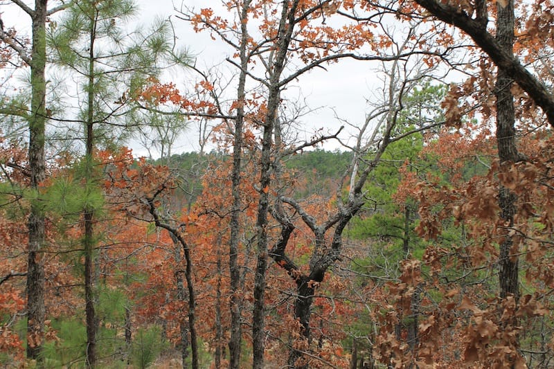 Indian Ridge – Phase I Tract 14 photo 11