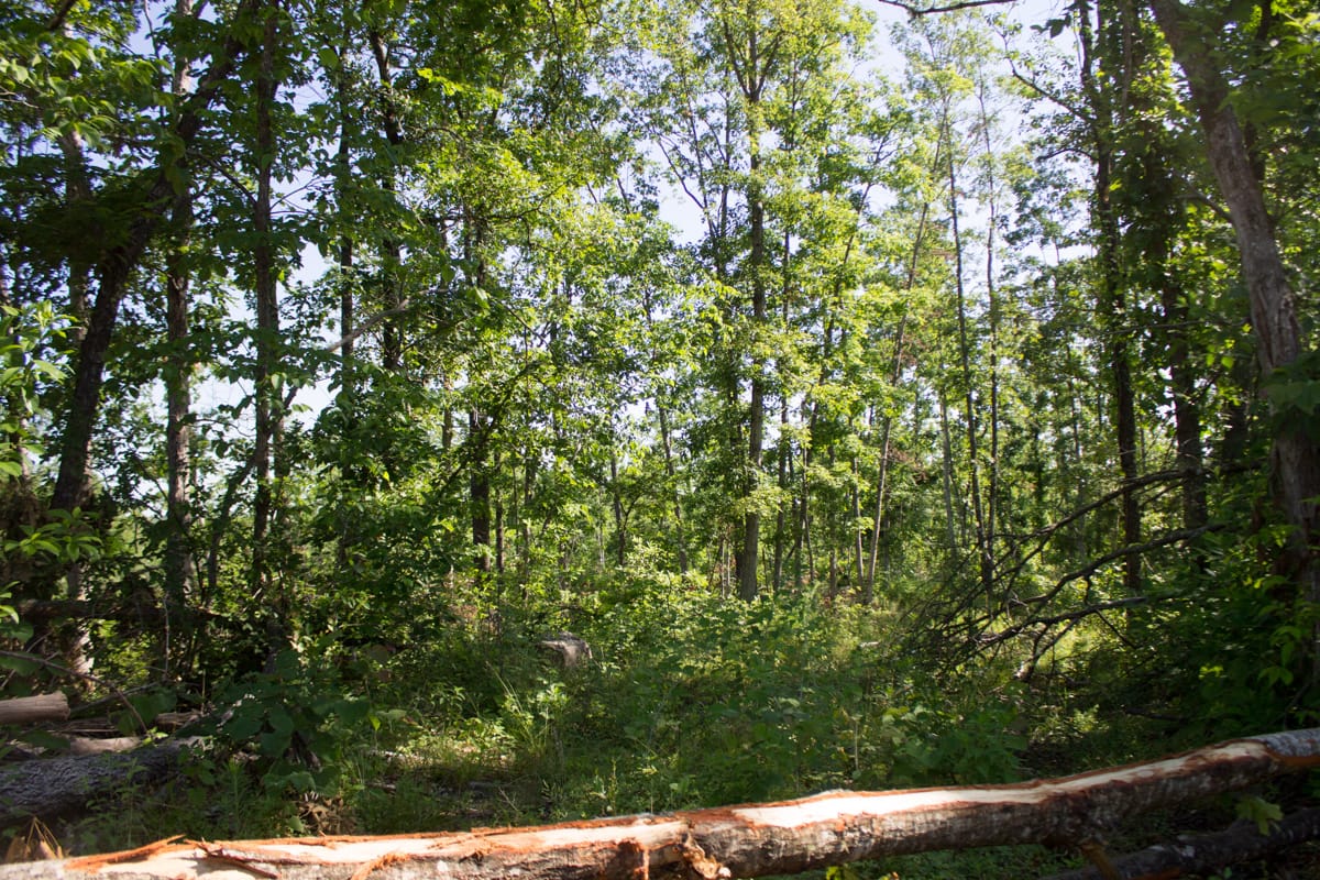 Timber Crossing Tract 3 photo 3