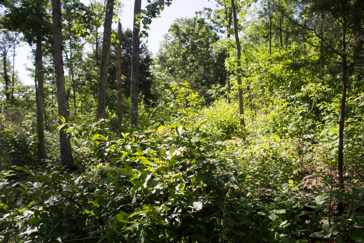 Timber Crossing Tract 3 photo 4