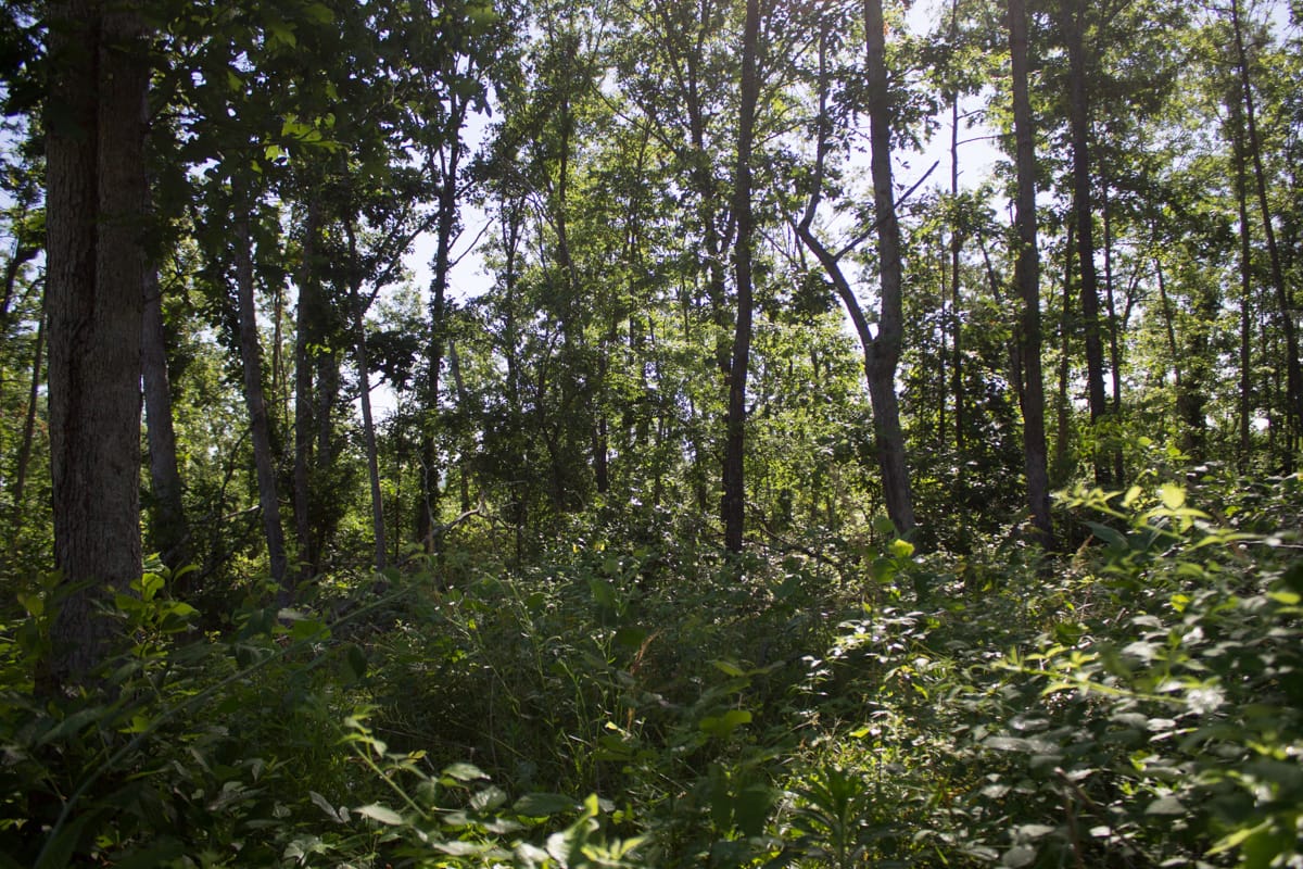 Timber Crossing Tract 3 photo 5