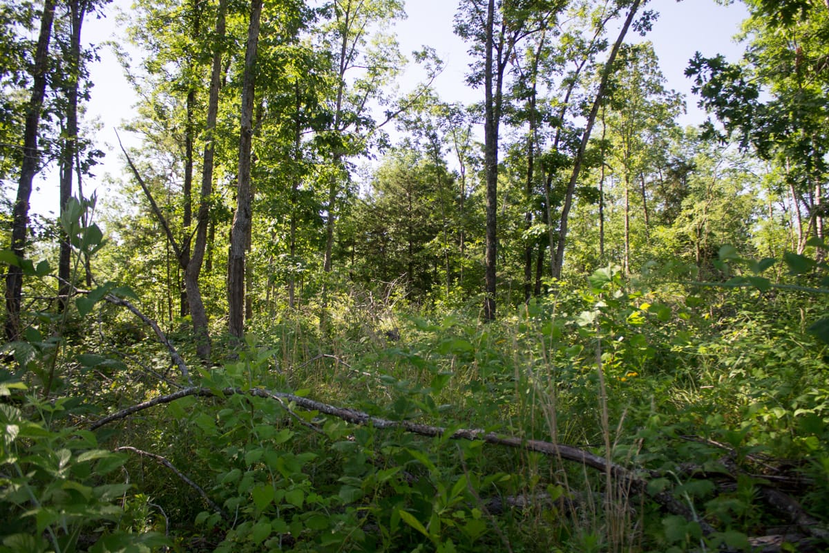 Timber Crossing Tract 3 photo 6