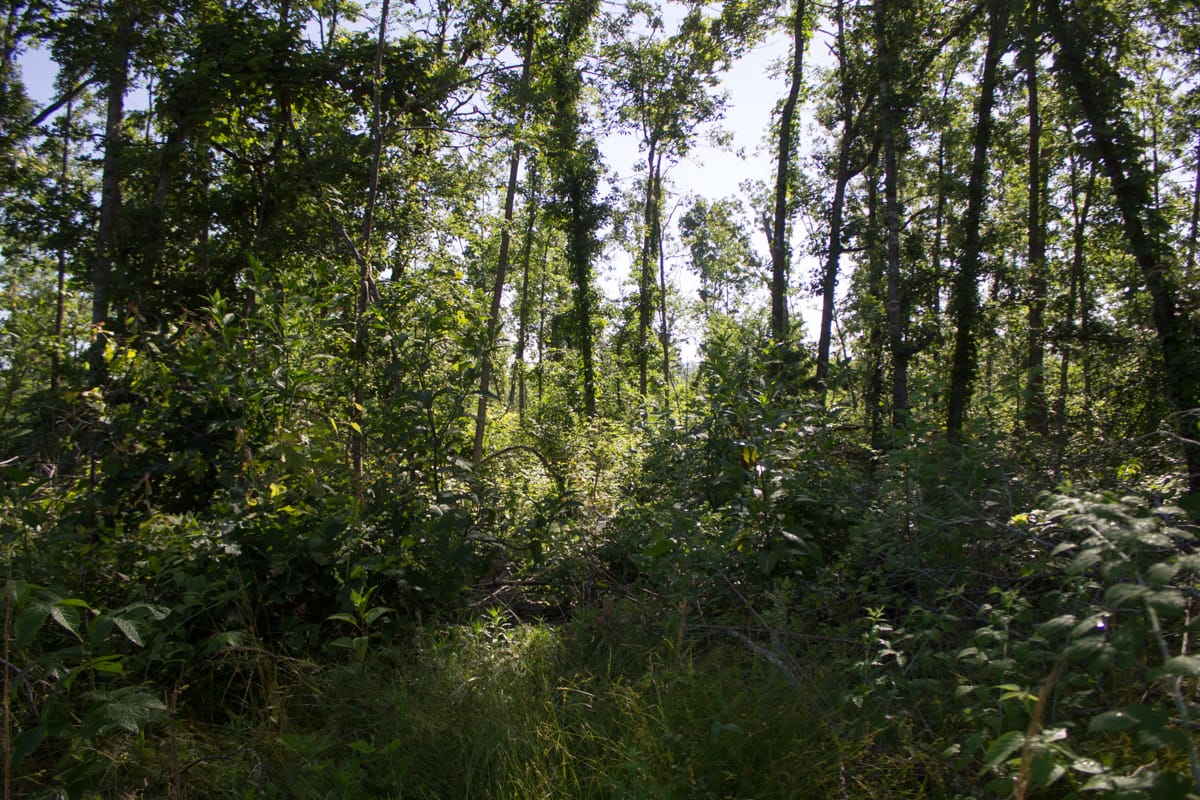 Timber Crossing Tract 3 photo 7
