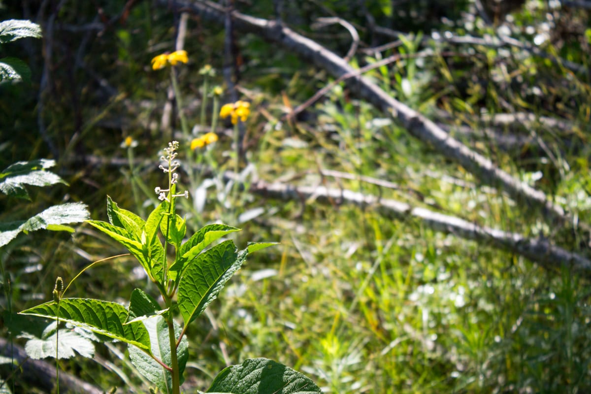 Timber Crossing Tract 3 photo 8