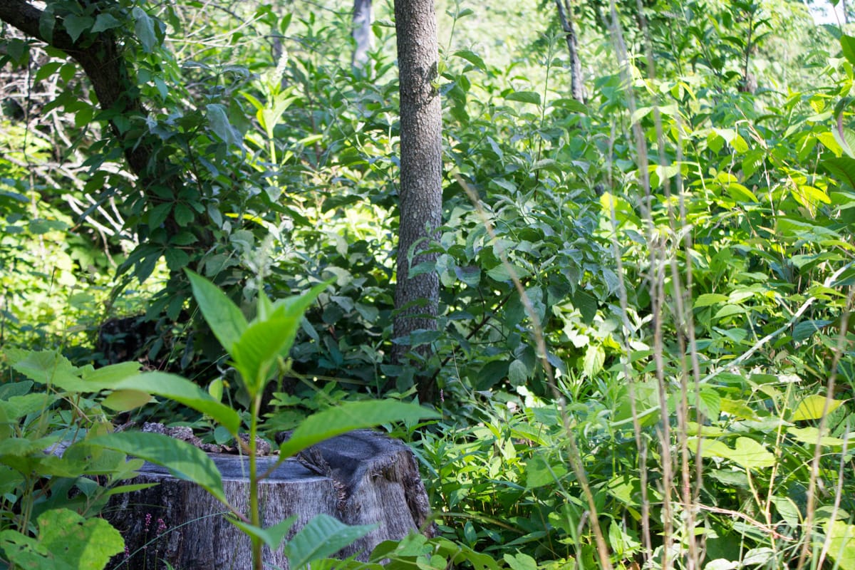 Timber Crossing Tract 3 photo 9