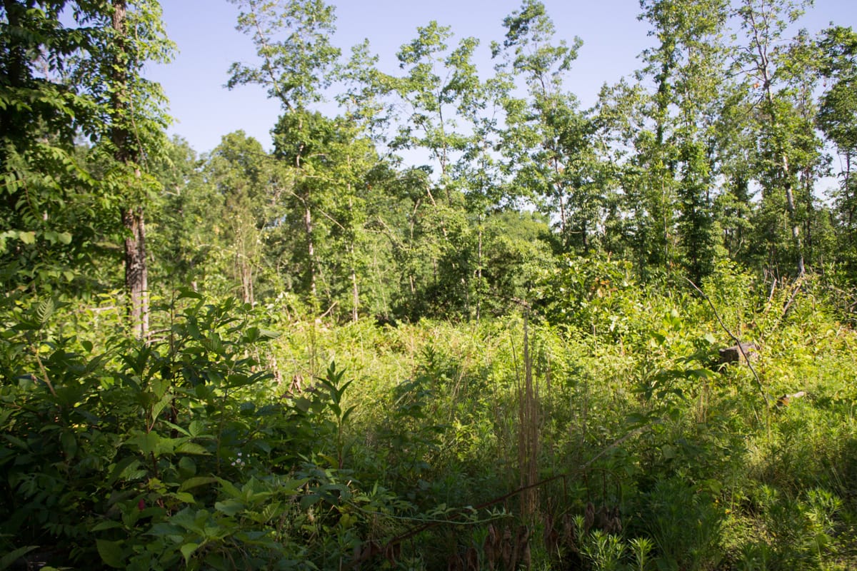 Timber Crossing Tract 3 photo 10