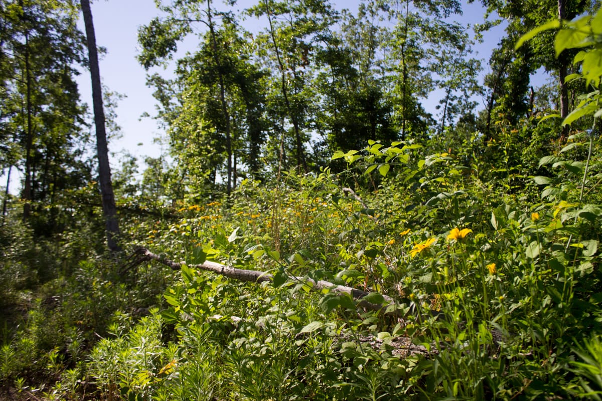 Timber Crossing Tract 3 photo 11